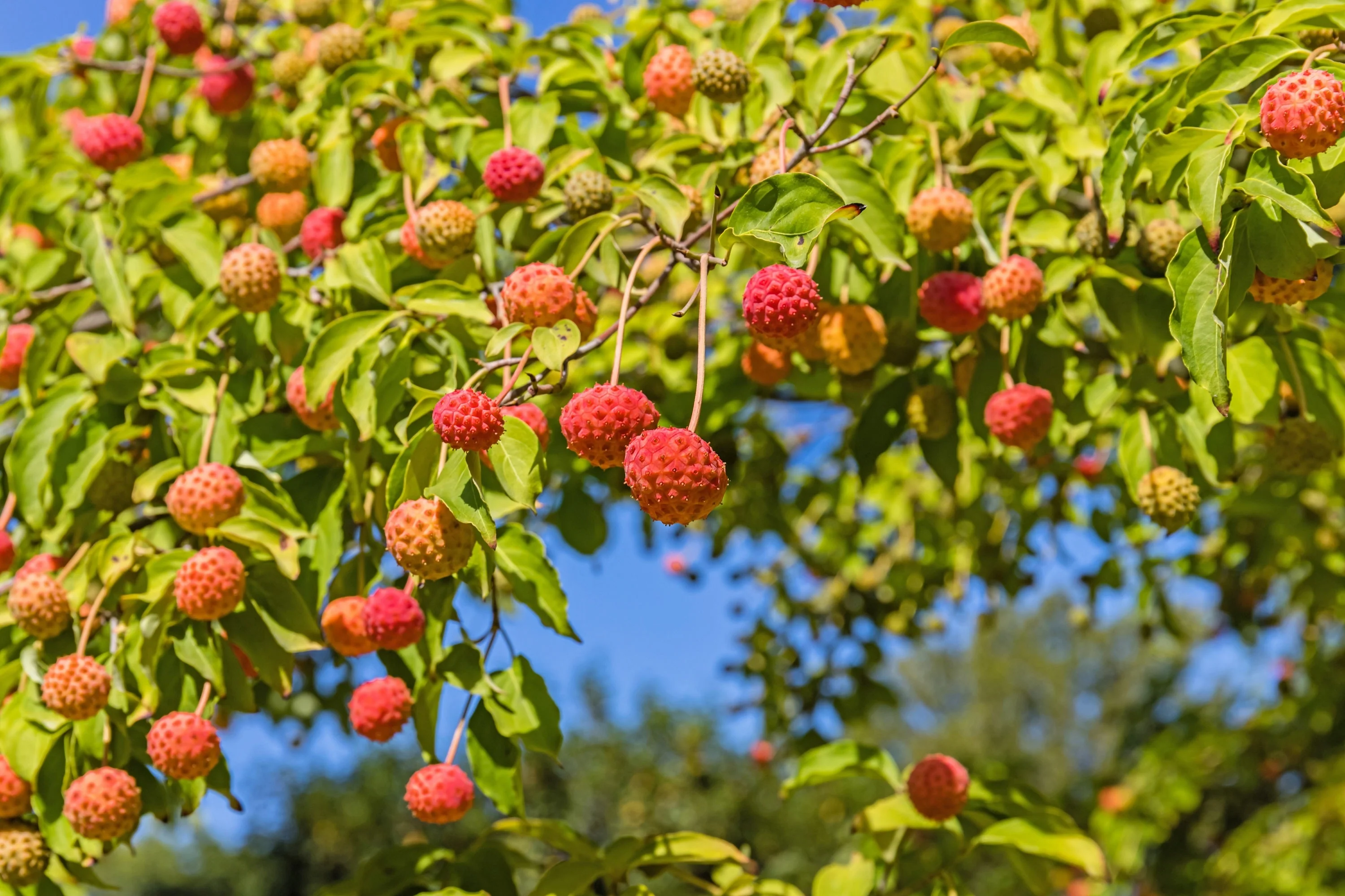 20 HIMALAYAN DOGWOOD / STRAWBERRY Tree Cornus Capitata White & Pink Flower Red Fruit Seeds - Image 2