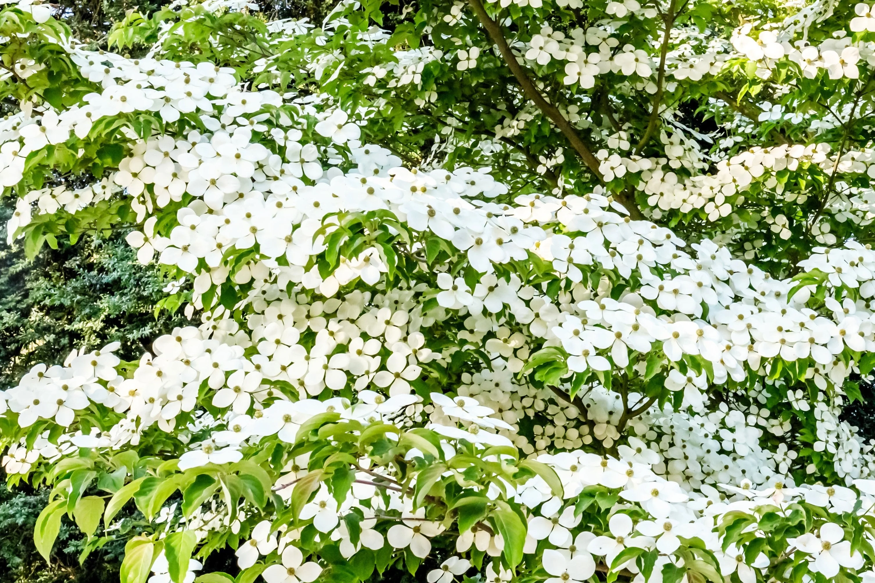 20 HIMALAYAN DOGWOOD / STRAWBERRY Tree Cornus Capitata White & Pink Flower Red Fruit Seeds - Image 3