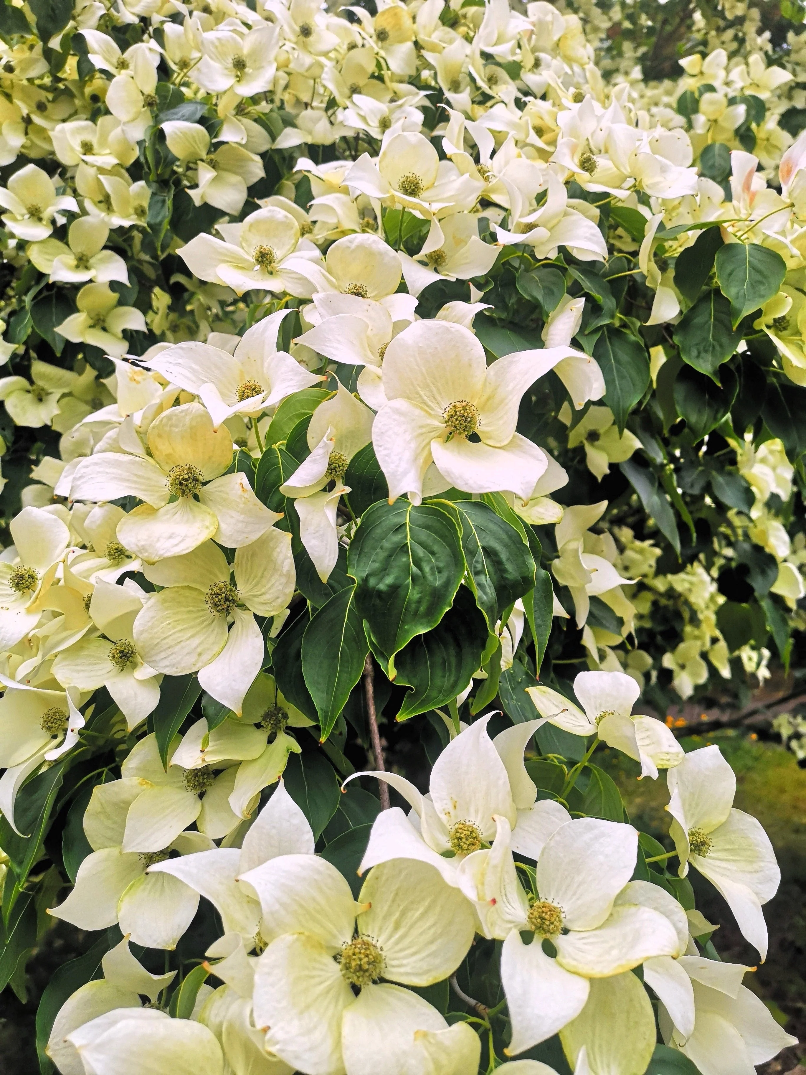20 HIMALAYAN DOGWOOD / STRAWBERRY Tree Cornus Capitata White & Pink Flower Red Fruit Seeds - Image 4