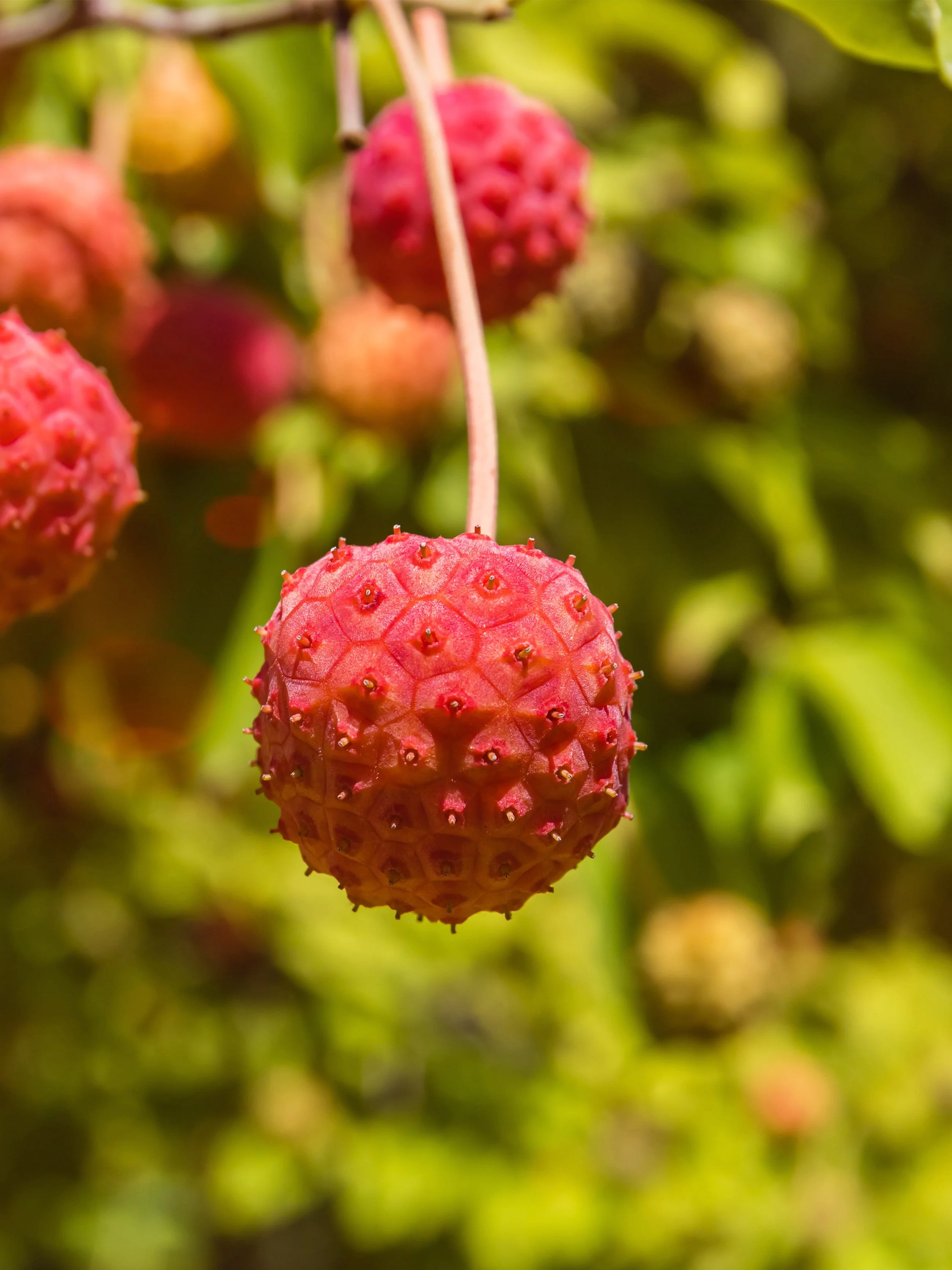 20 HIMALAYAN DOGWOOD / STRAWBERRY Tree Cornus Capitata White & Pink Flower Red Fruit Seeds - Image 5