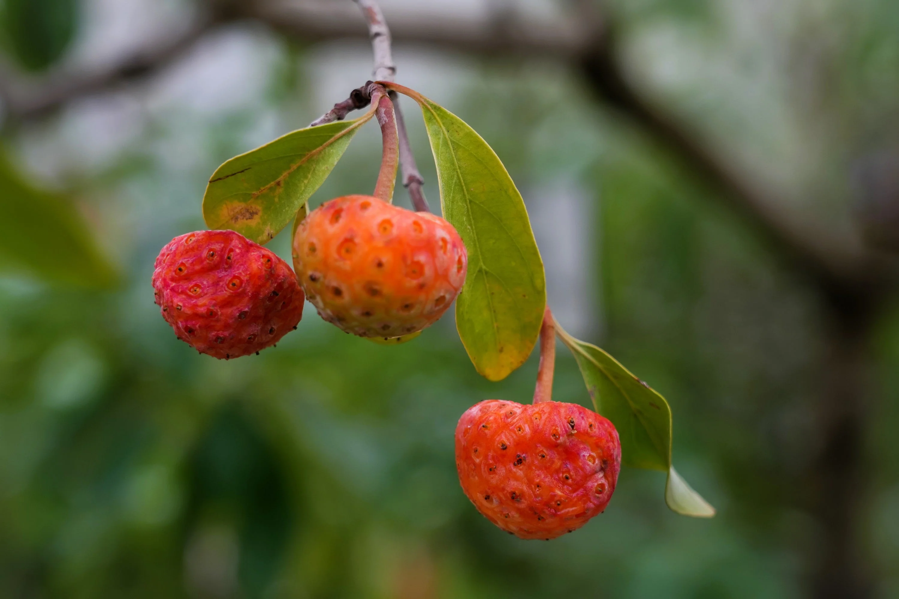 20 HIMALAYAN DOGWOOD / STRAWBERRY Tree Cornus Capitata White & Pink Flower Red Fruit Seeds - Image 6