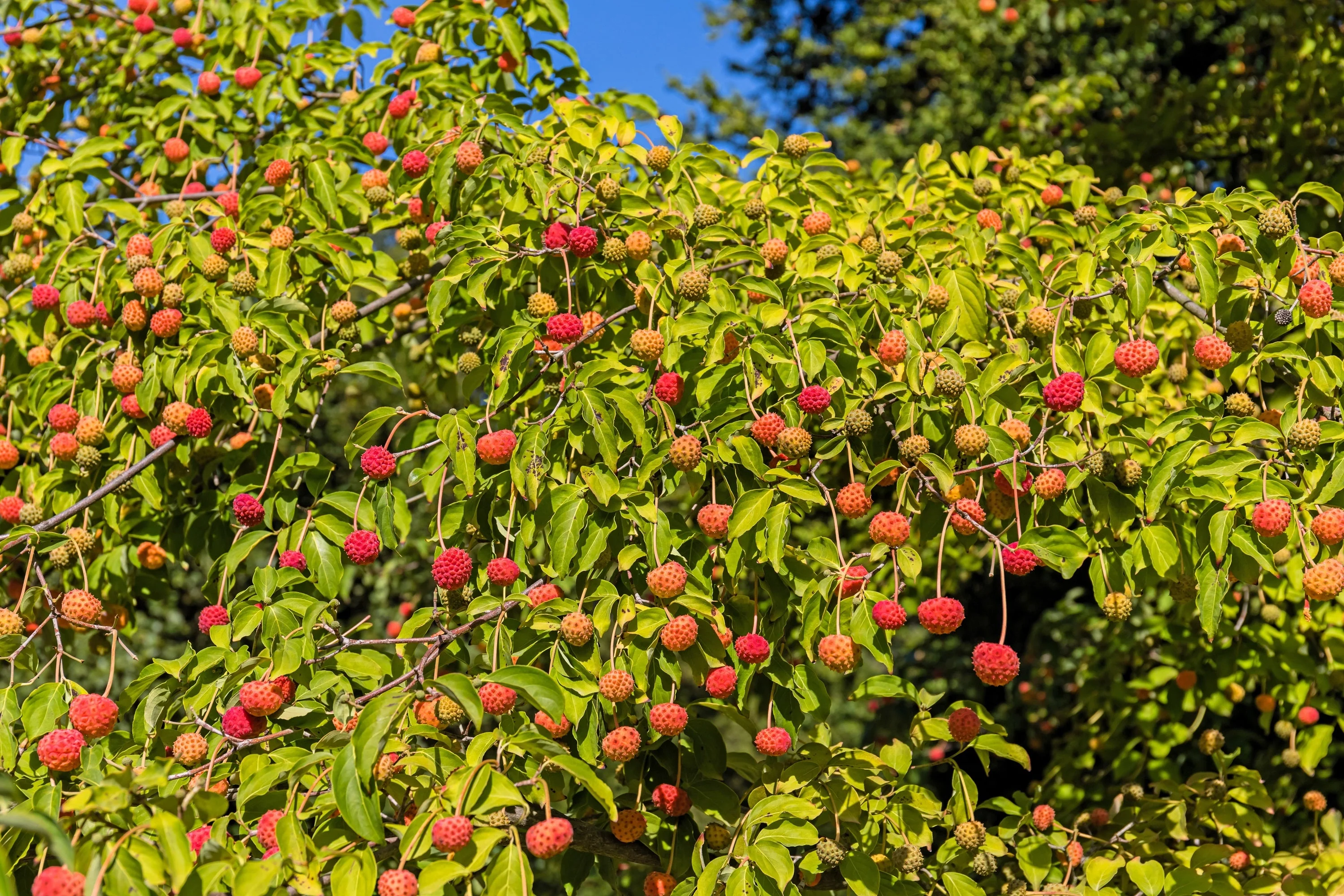 20 HIMALAYAN DOGWOOD / STRAWBERRY Tree Cornus Capitata White & Pink Flower Red Fruit Seeds - Image 8