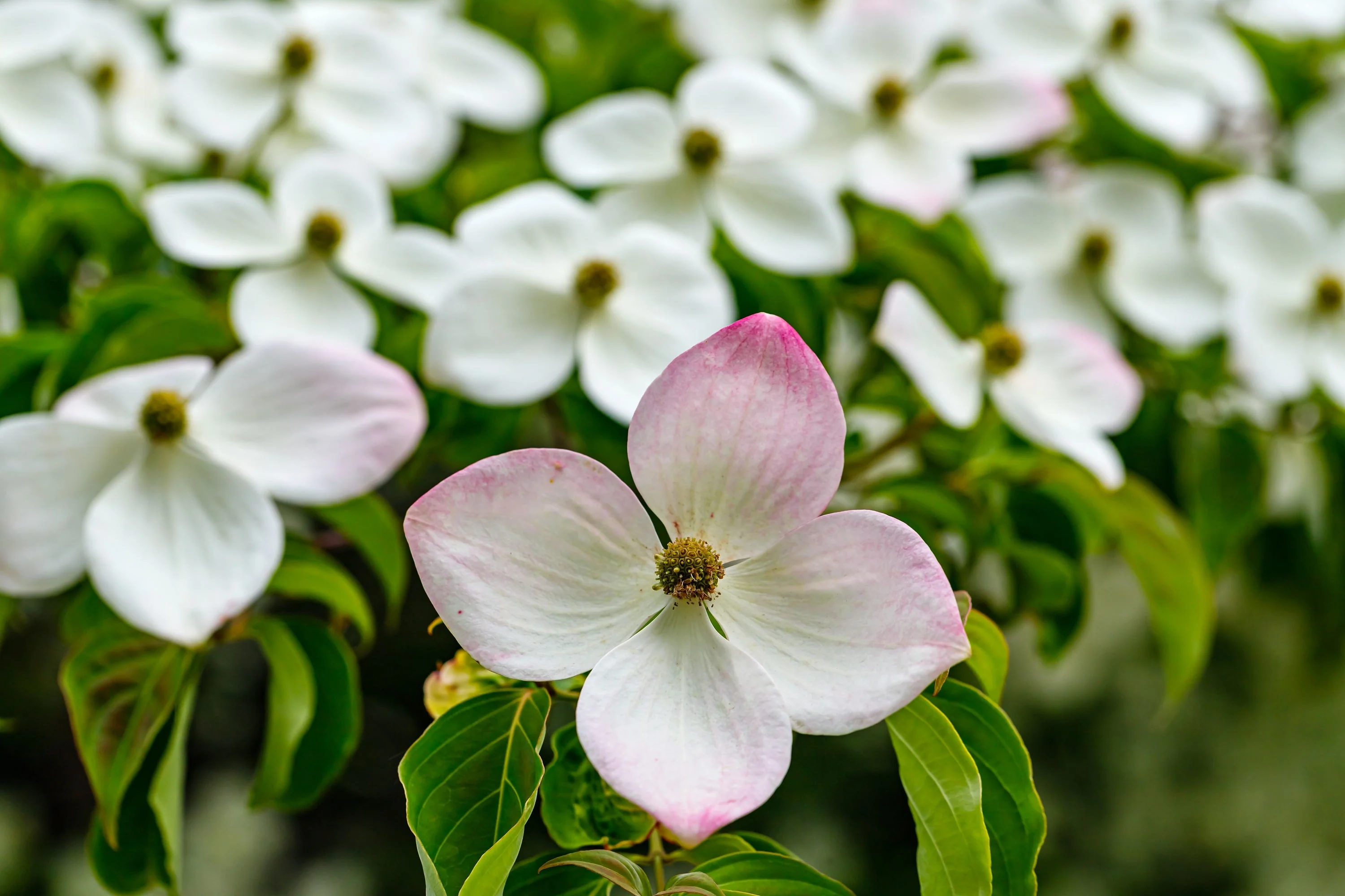 20 HIMALAYAN DOGWOOD / STRAWBERRY Tree Cornus Capitata White & Pink Flower Red Fruit Seeds - Image 9