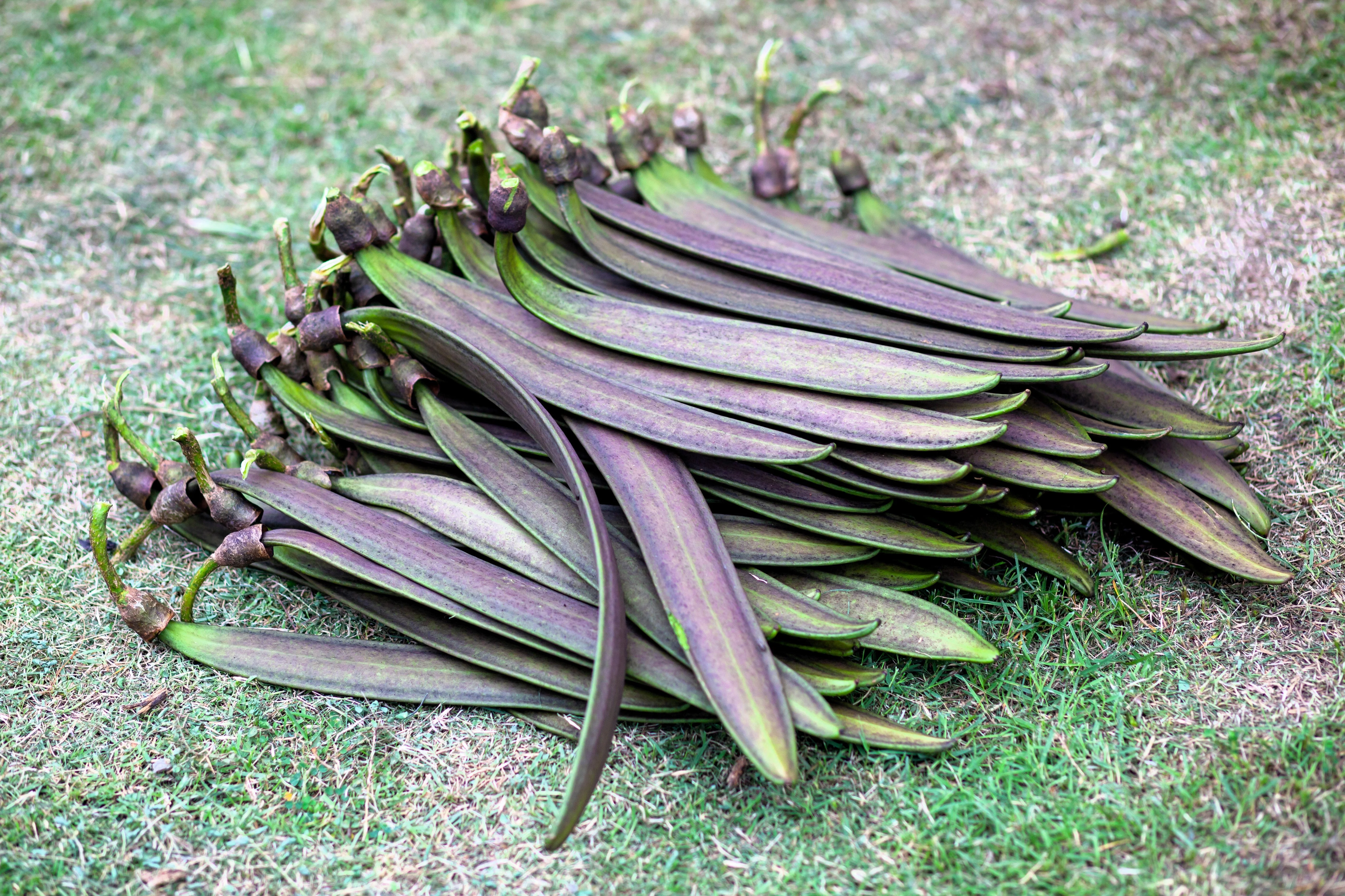 20 INDIAN TRUMPET Flower TREE (Midnight Horror / Broken Bones Plant / Tree of Damocles) Oroxylum Indicum Seeds - Image 10