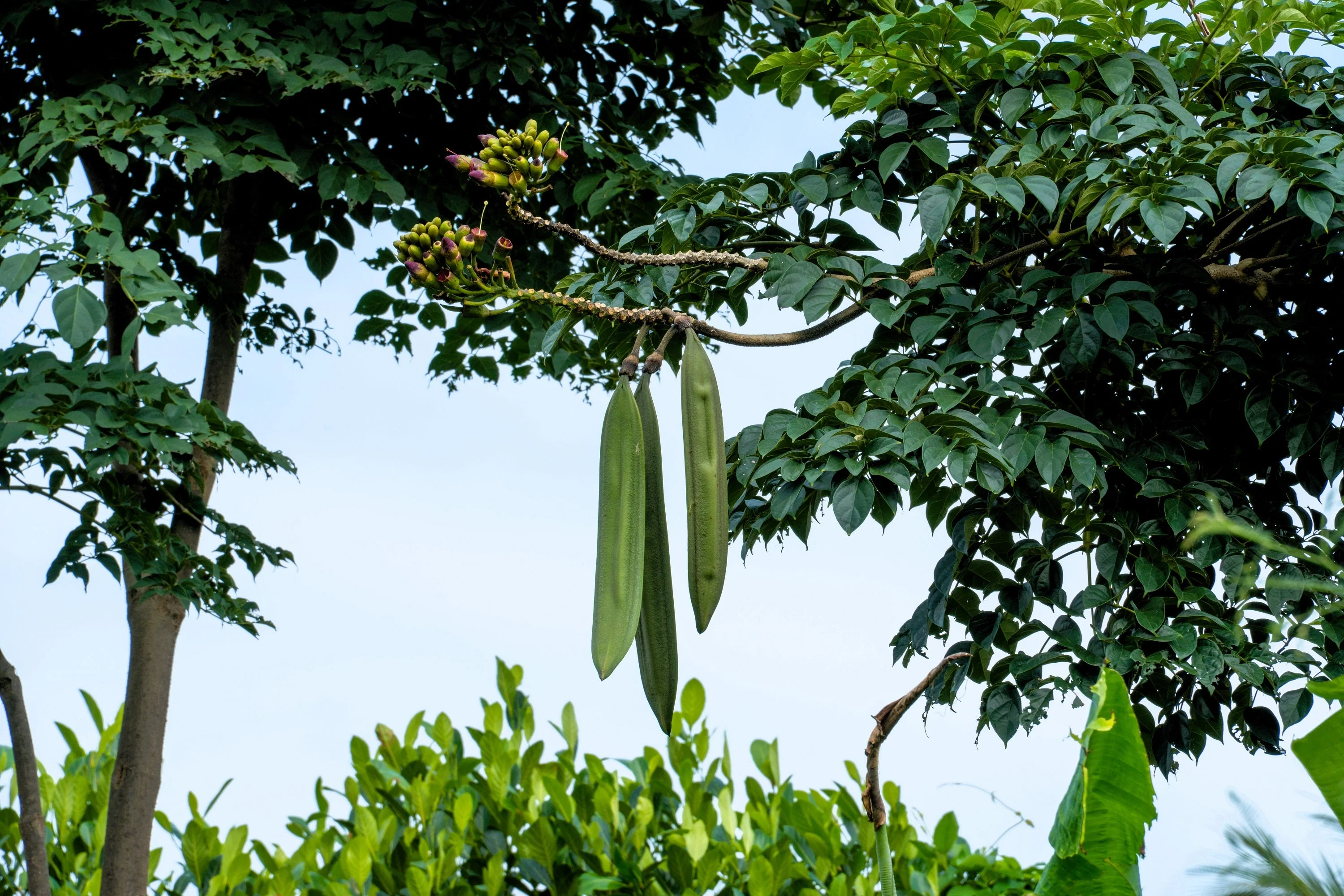 20 INDIAN TRUMPET Flower TREE (Midnight Horror / Broken Bones Plant / Tree of Damocles) Oroxylum Indicum Seeds - Image 11