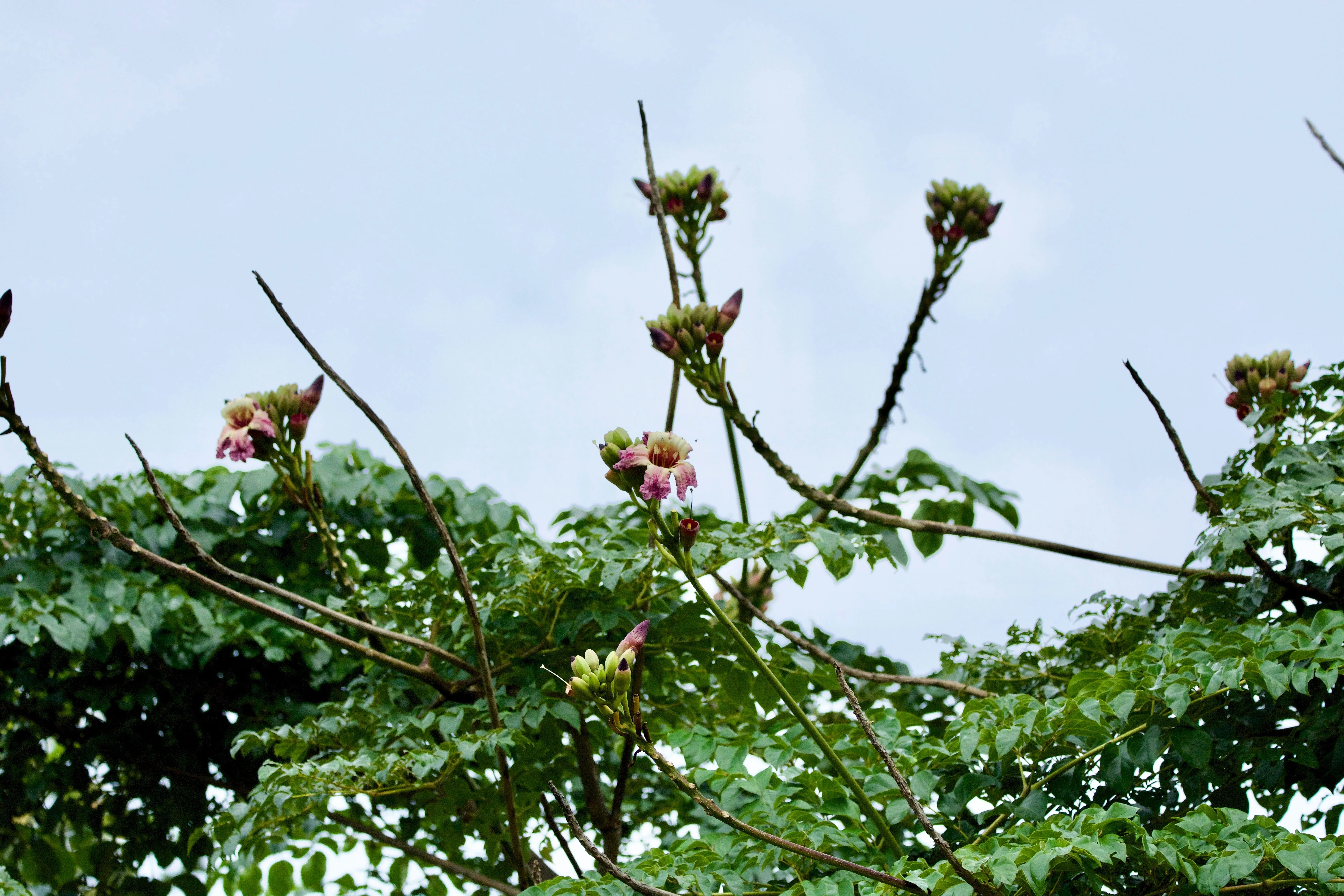 20 INDIAN TRUMPET Flower TREE (Midnight Horror / Broken Bones Plant / Tree of Damocles) Oroxylum Indicum Seeds - Image 12