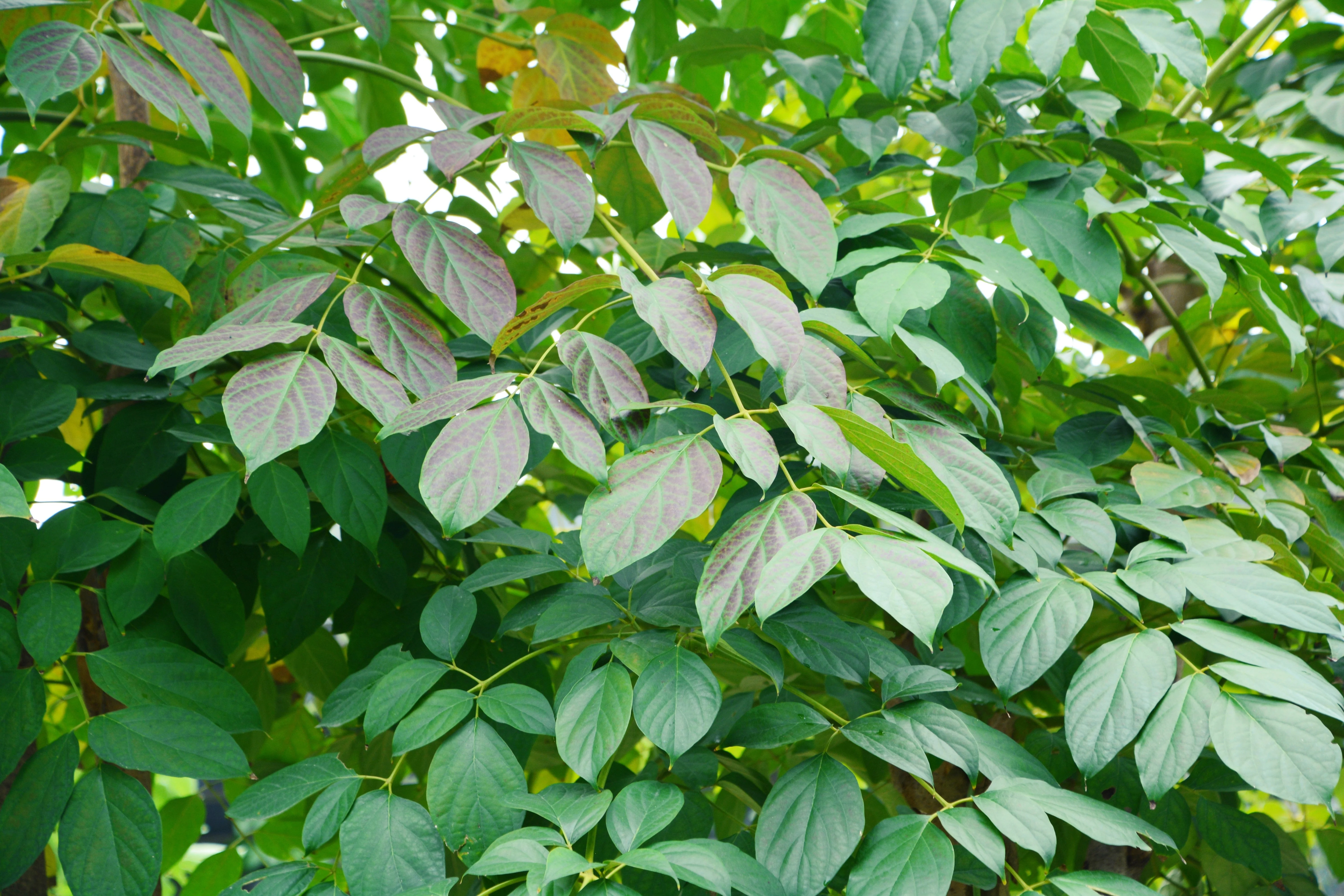 20 INDIAN TRUMPET Flower TREE (Midnight Horror / Broken Bones Plant / Tree of Damocles) Oroxylum Indicum Seeds - Image 13