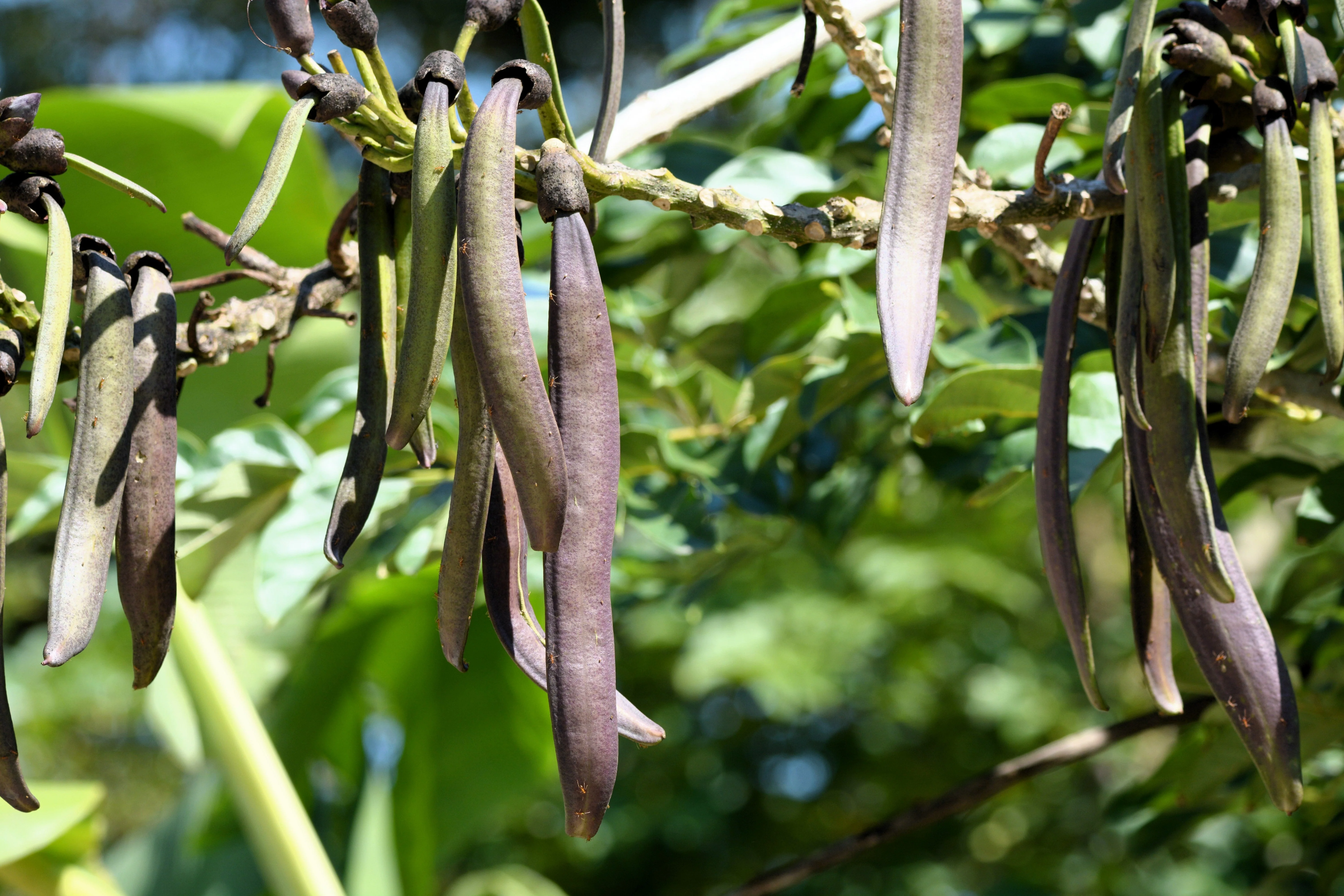 20 INDIAN TRUMPET Flower TREE (Midnight Horror / Broken Bones Plant / Tree of Damocles) Oroxylum Indicum Seeds - Image 2