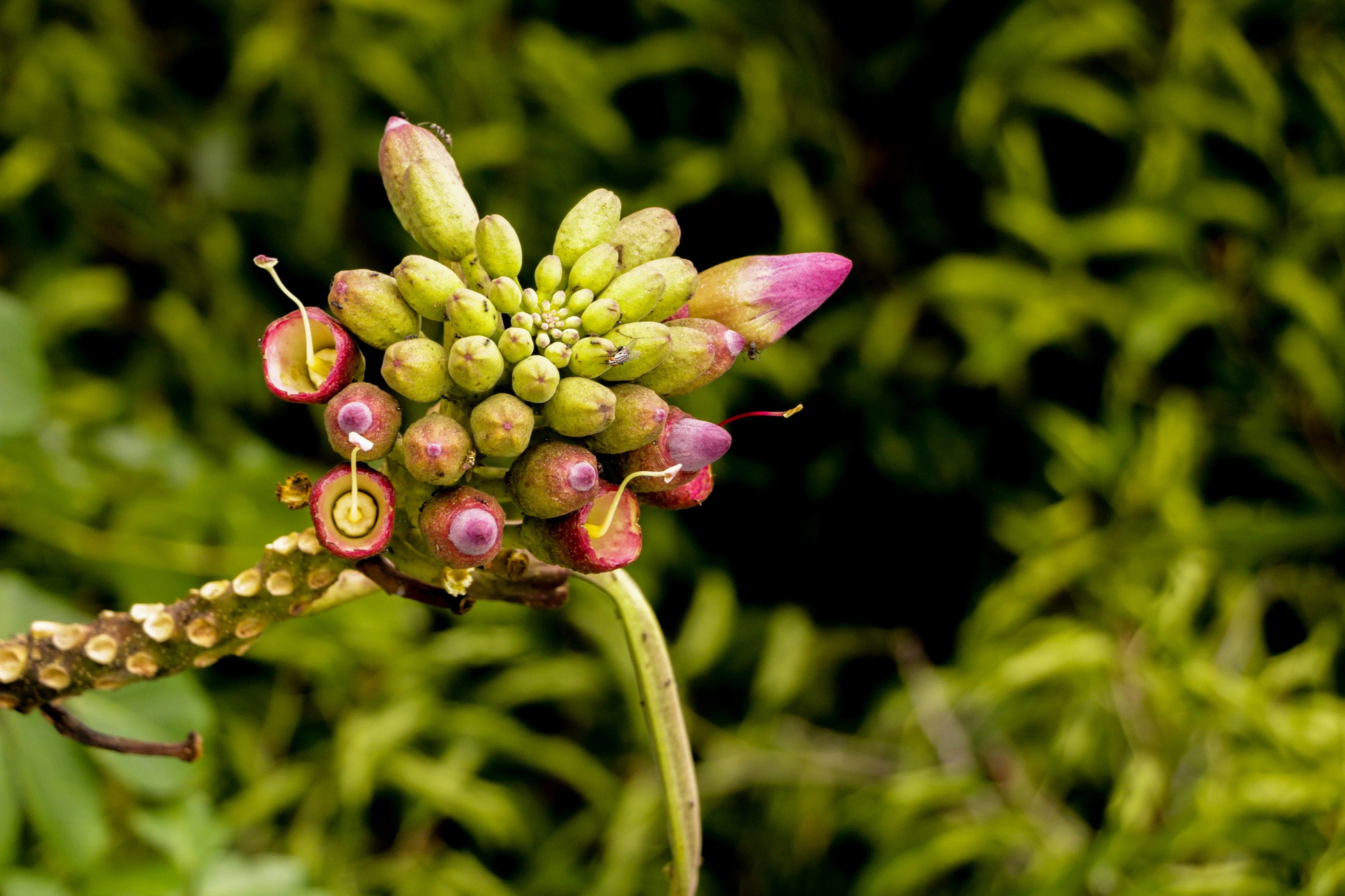20 INDIAN TRUMPET Flower TREE (Midnight Horror / Broken Bones Plant / Tree of Damocles) Oroxylum Indicum Seeds - Image 3
