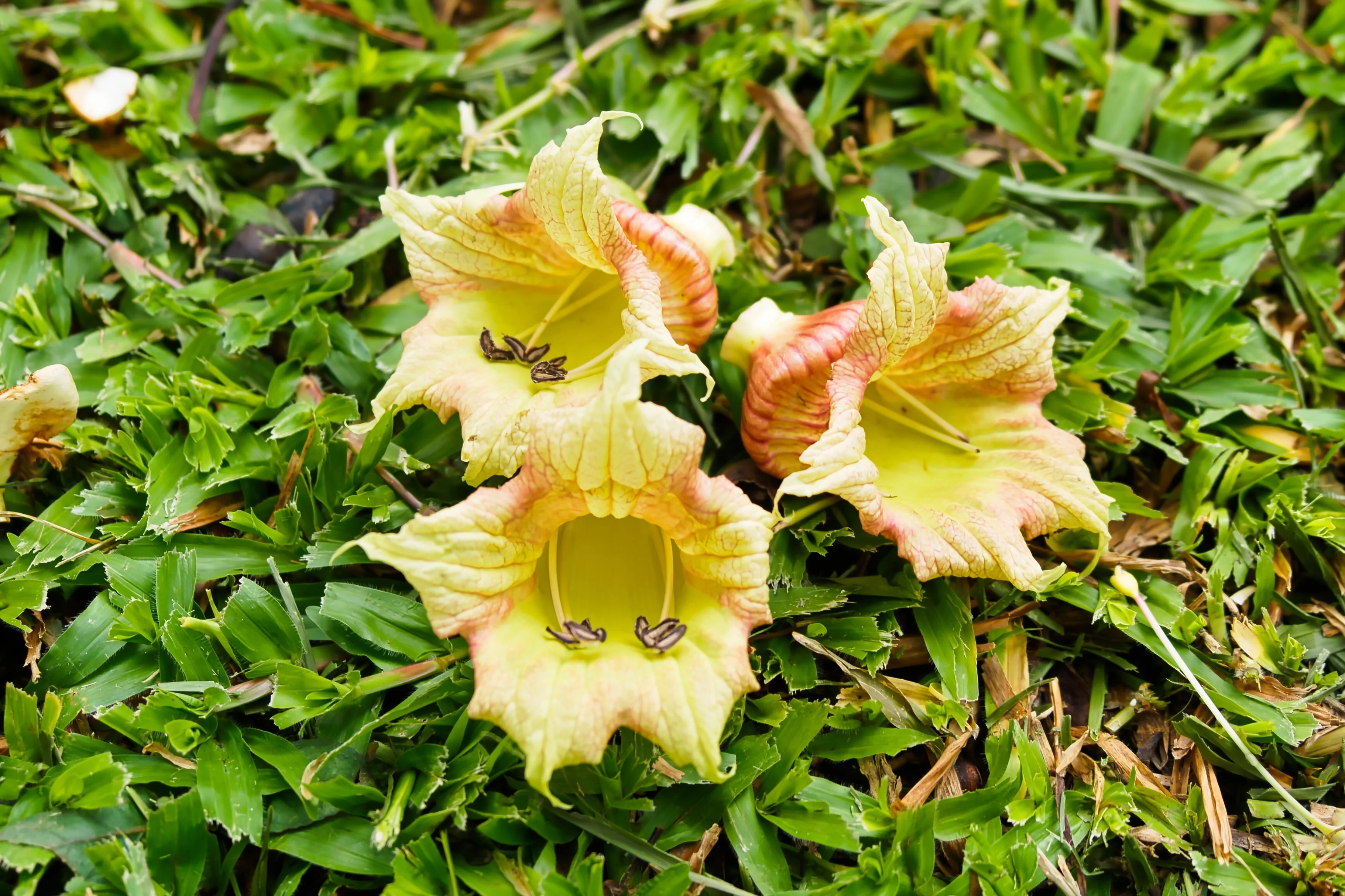 20 INDIAN TRUMPET Flower TREE (Midnight Horror / Broken Bones Plant / Tree of Damocles) Oroxylum Indicum Seeds - Image 4