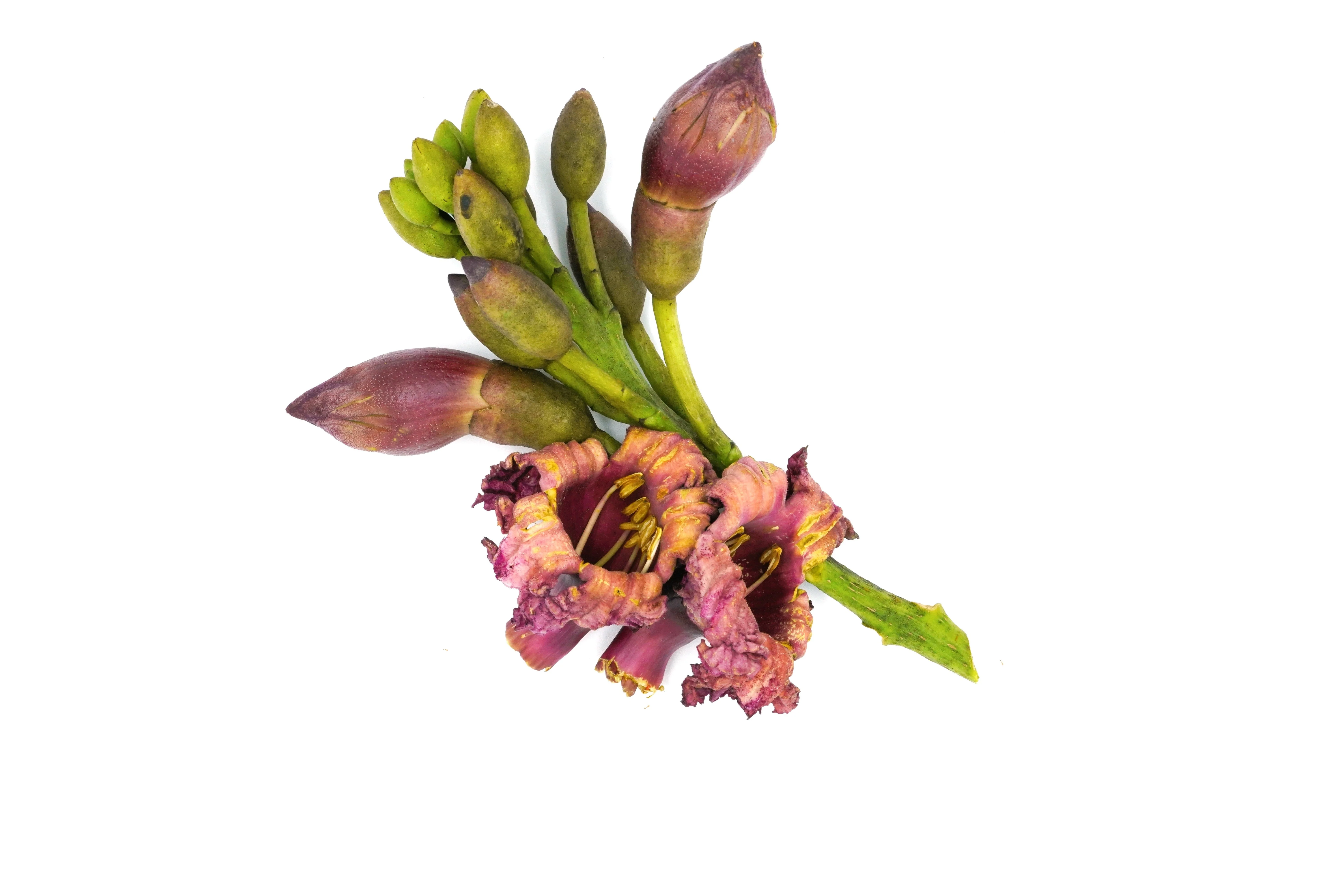 20 INDIAN TRUMPET Flower TREE (Midnight Horror / Broken Bones Plant / Tree of Damocles) Oroxylum Indicum Seeds - Image 5