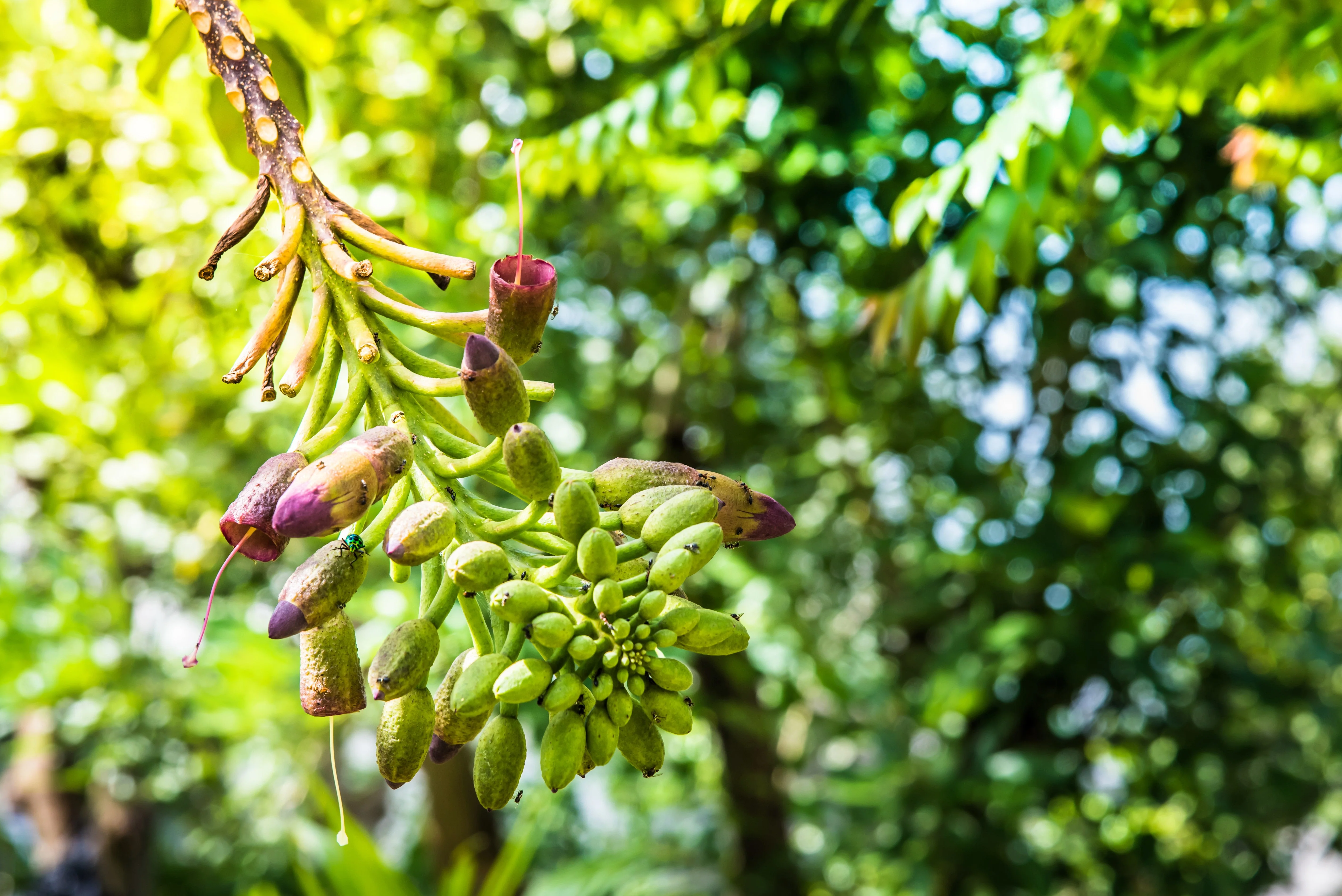 20 INDIAN TRUMPET Flower TREE (Midnight Horror / Broken Bones Plant / Tree of Damocles) Oroxylum Indicum Seeds - Image 6