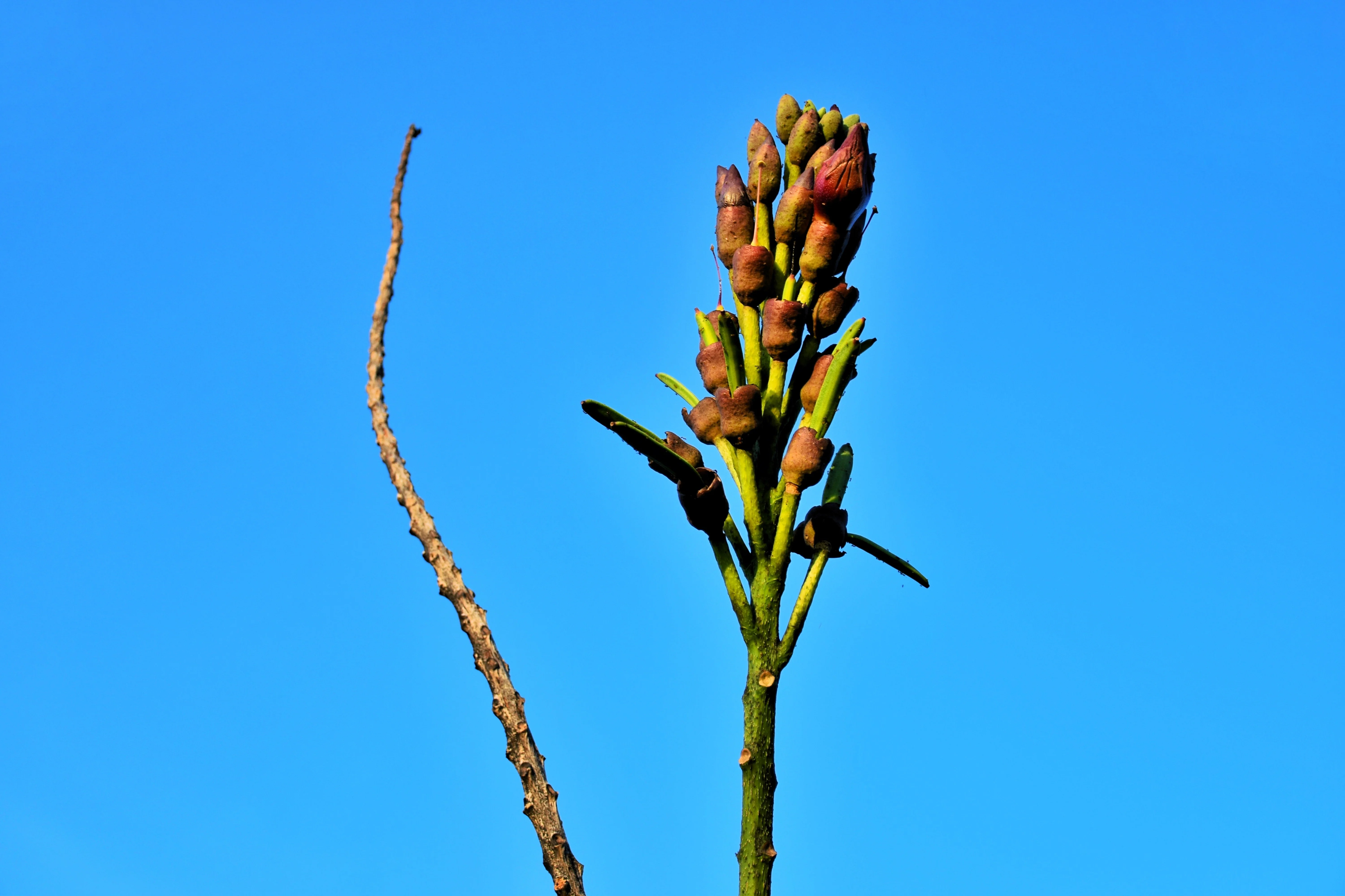 20 INDIAN TRUMPET Flower TREE (Midnight Horror / Broken Bones Plant / Tree of Damocles) Oroxylum Indicum Seeds - Image 7