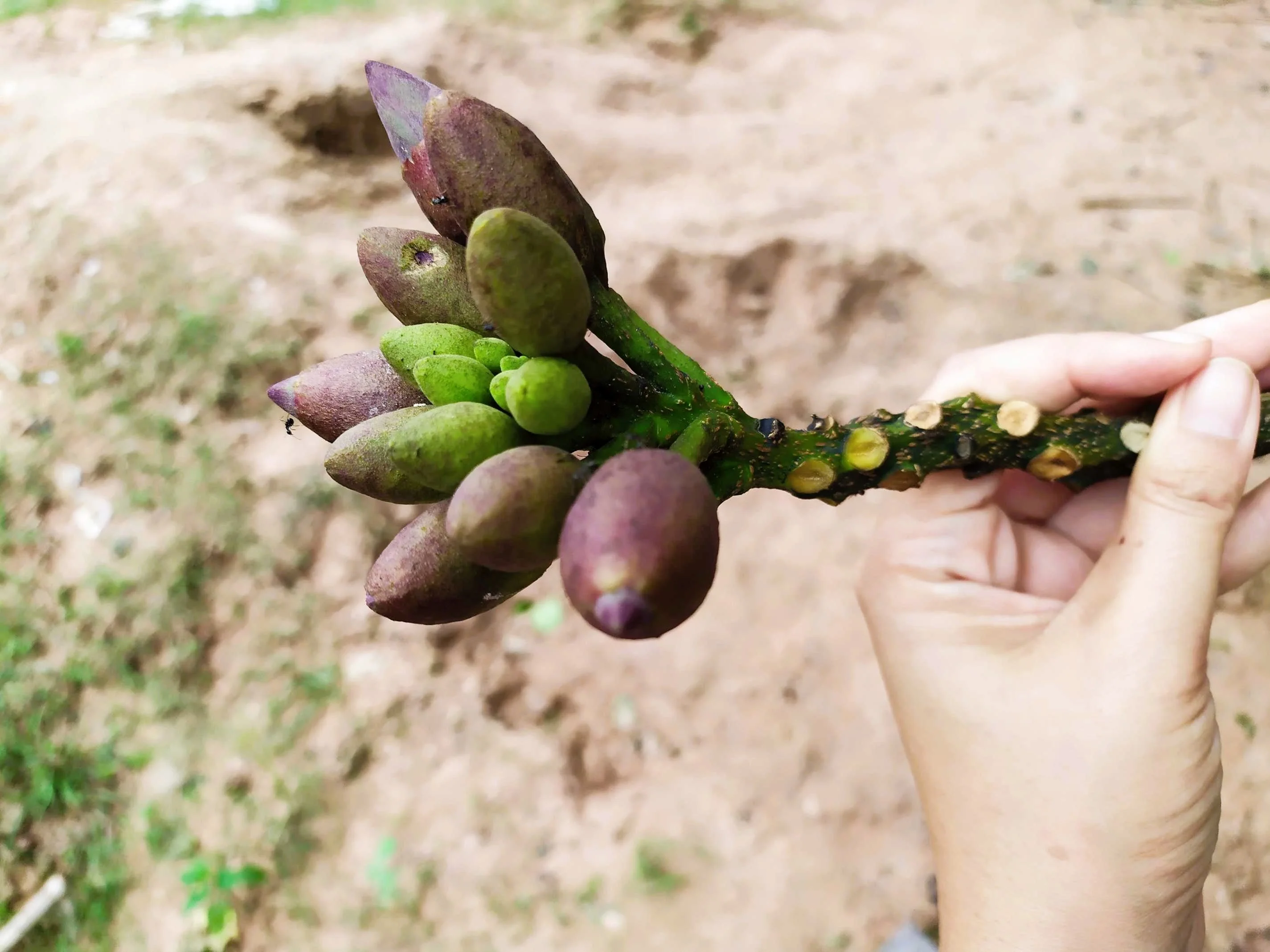 20 INDIAN TRUMPET Flower TREE (Midnight Horror / Broken Bones Plant / Tree of Damocles) Oroxylum Indicum Seeds - Image 8