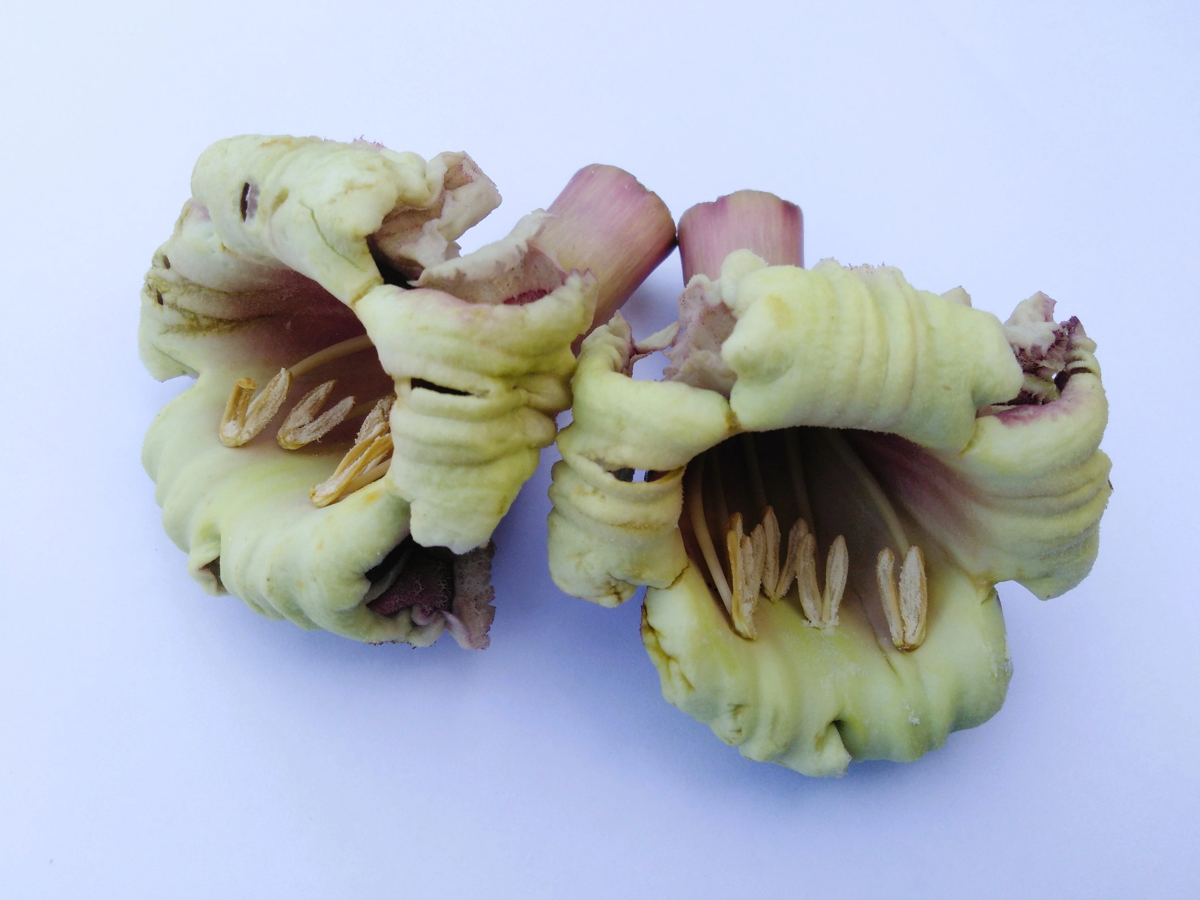 20 INDIAN TRUMPET Flower TREE (Midnight Horror / Broken Bones Plant / Tree of Damocles) Oroxylum Indicum Seeds - Image 9
