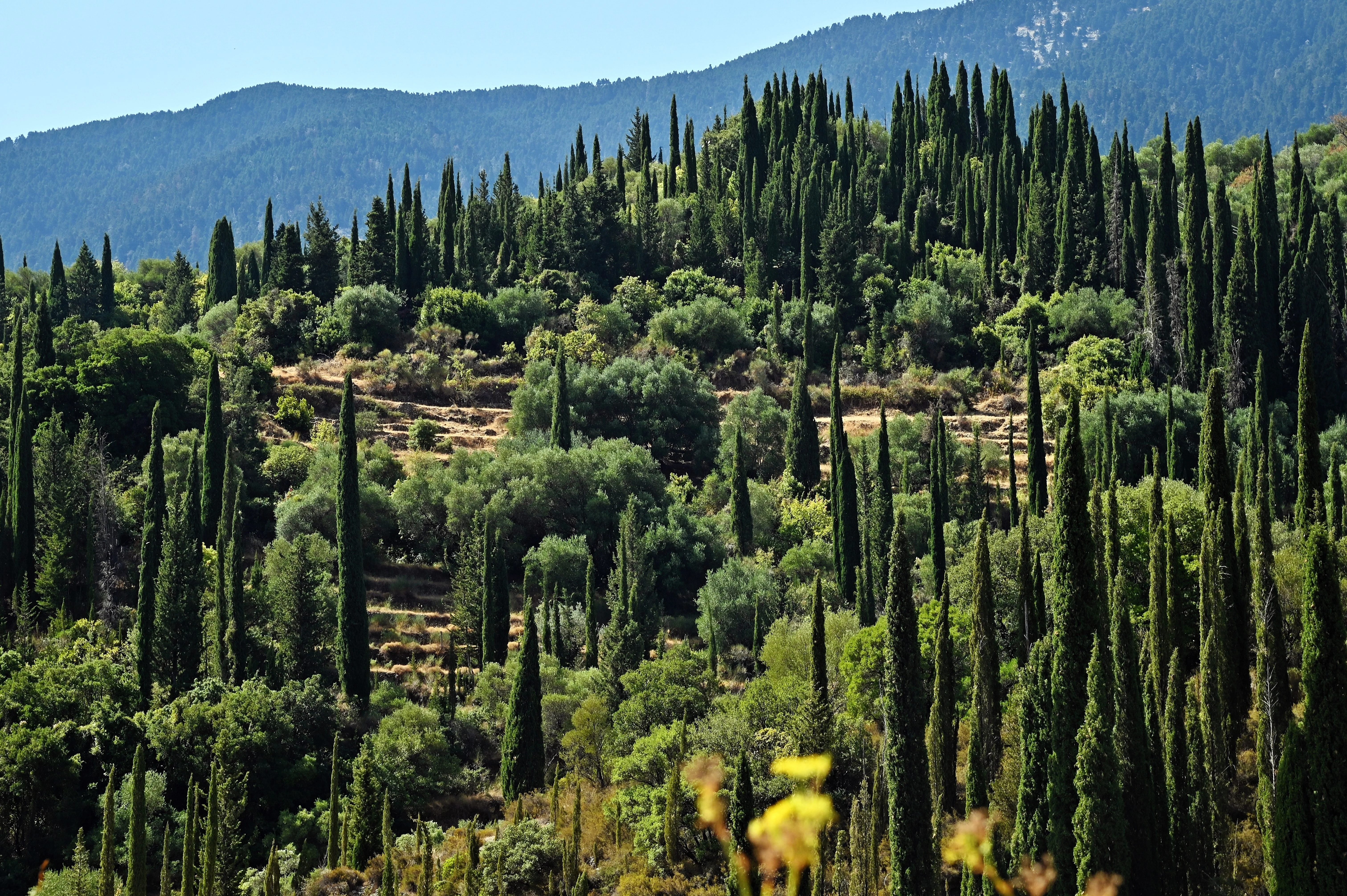 20 MEDITERRANEAN CYPRESS TREE Italian Pencil Pine Cedar Cupressus Sempervirens Stricta Seeds - Image 10