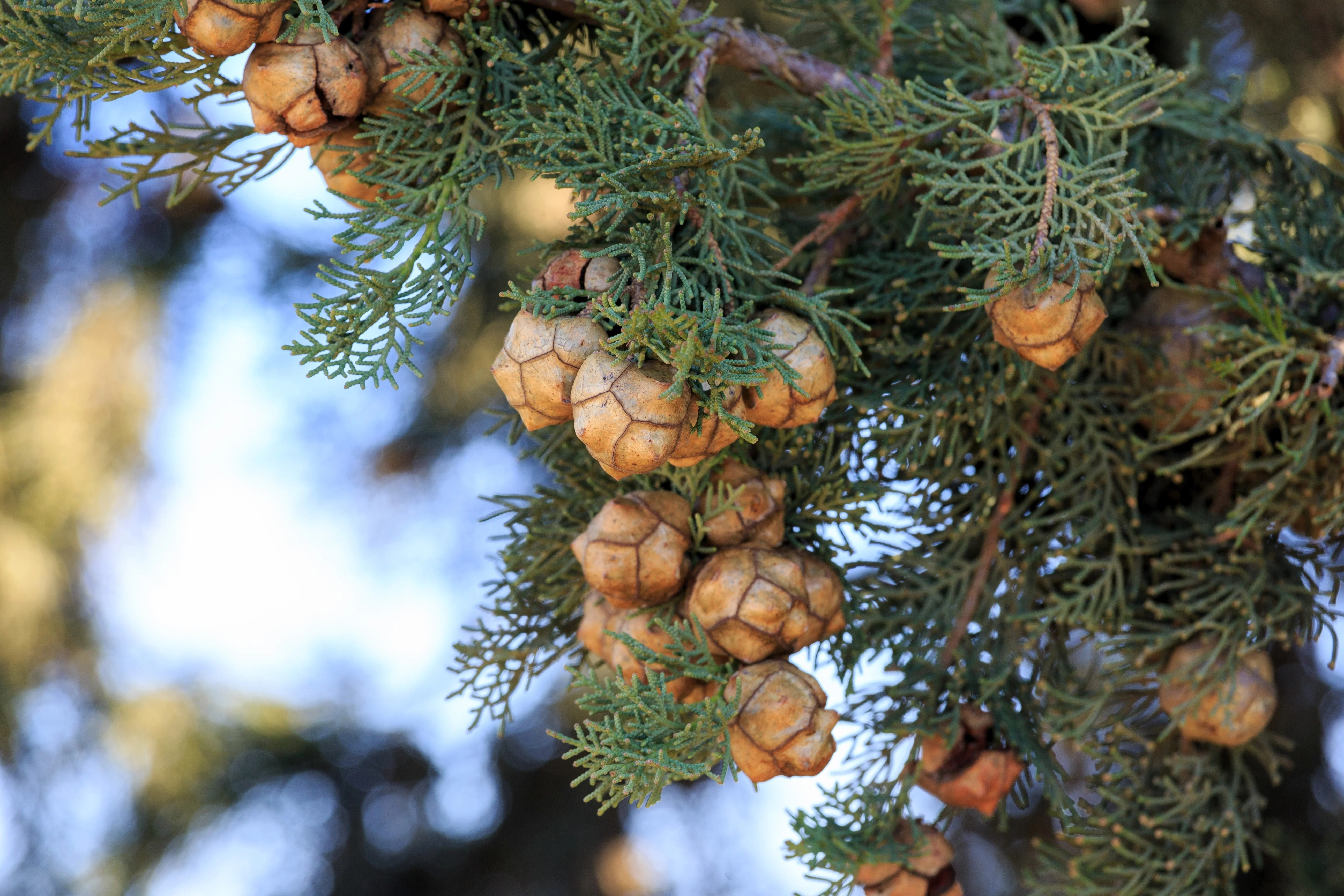 20 MEDITERRANEAN CYPRESS TREE Italian Pencil Pine Cedar Cupressus Sempervirens Stricta Seeds - Image 11