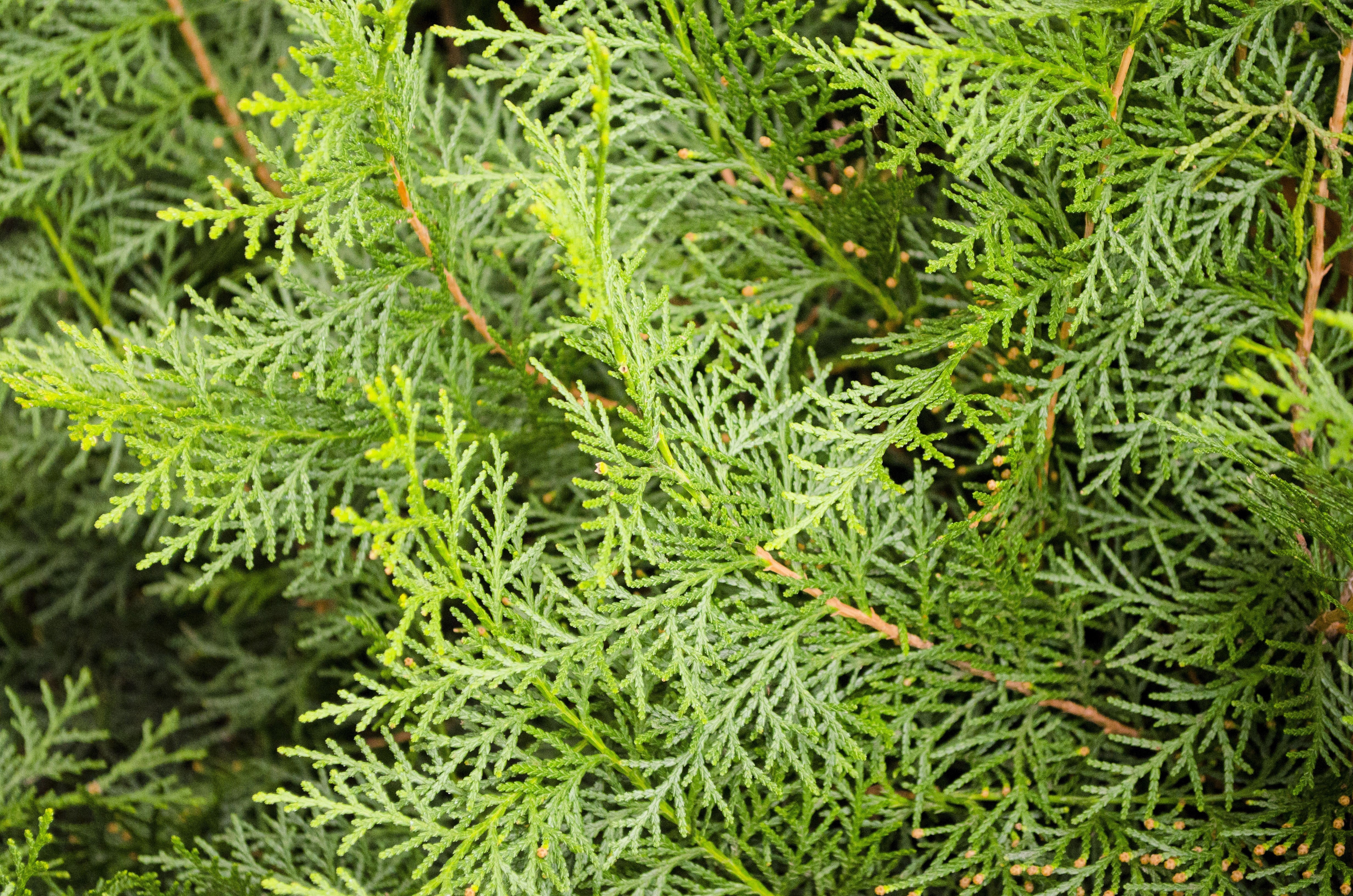 20 MEDITERRANEAN CYPRESS TREE Italian Pencil Pine Cedar Cupressus Sempervirens Stricta Seeds - Image 12