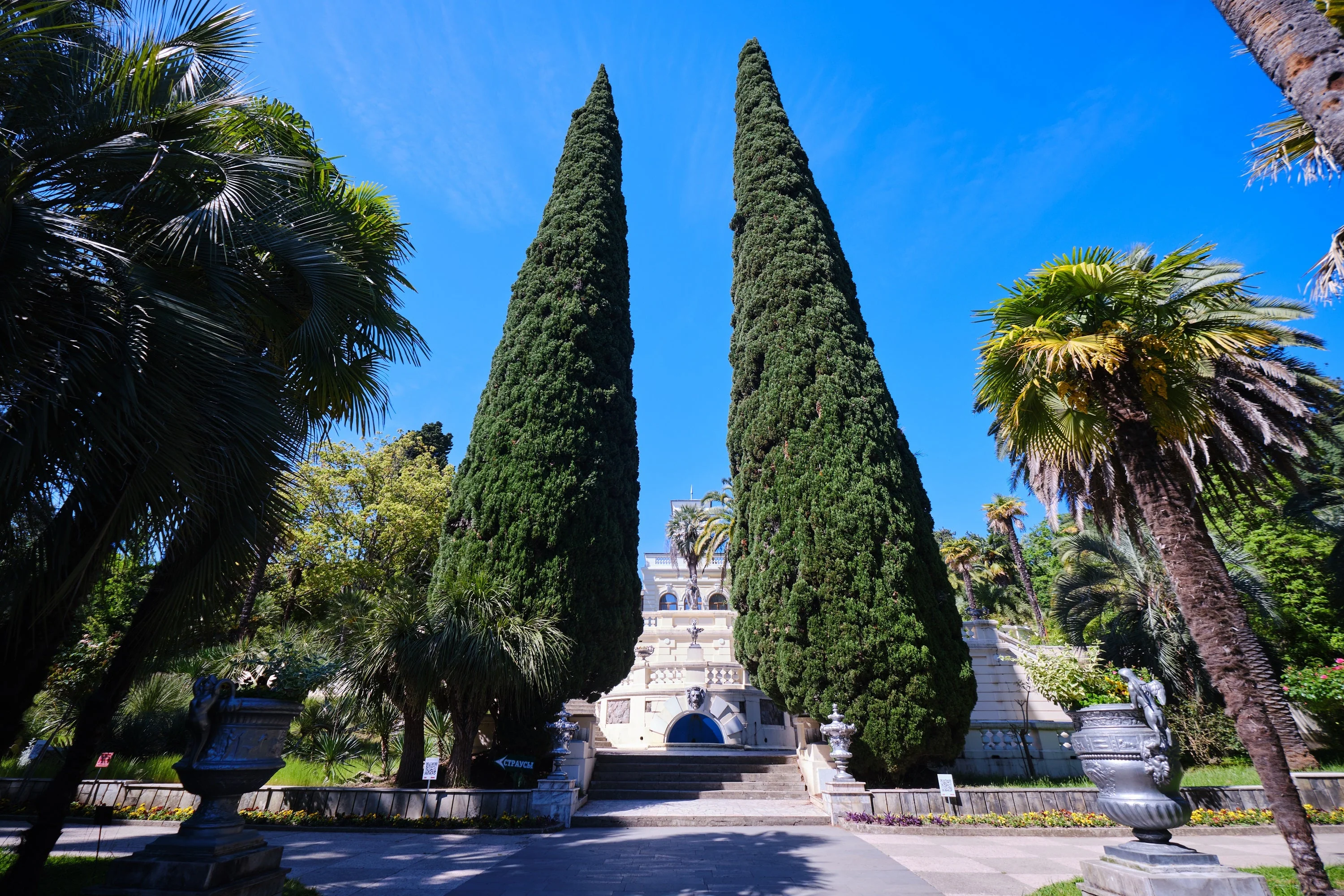 20 MEDITERRANEAN CYPRESS TREE Italian Pencil Pine Cedar Cupressus Sempervirens Stricta Seeds - Image 13