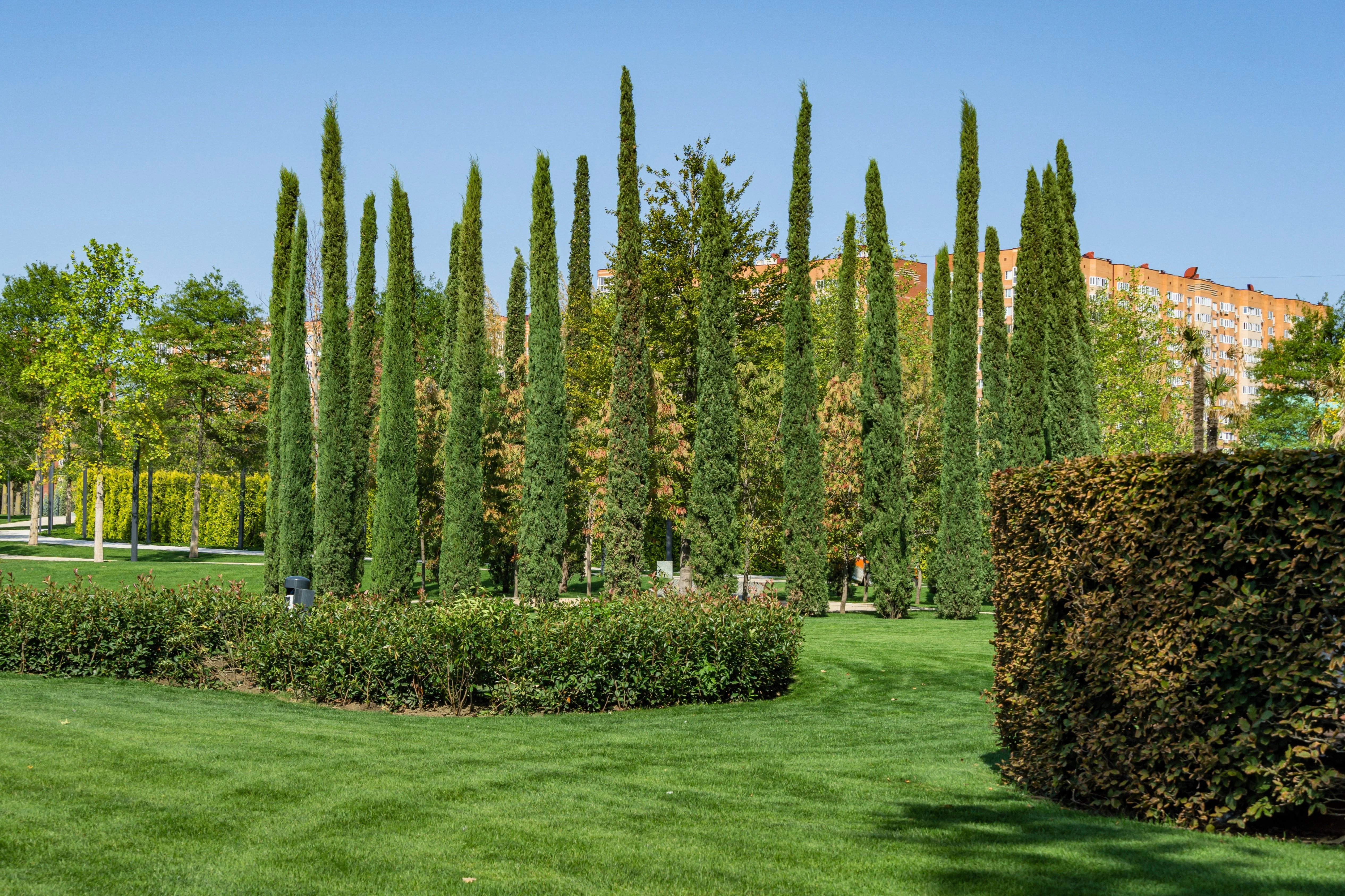 20 MEDITERRANEAN CYPRESS TREE Italian Pencil Pine Cedar Cupressus Sempervirens Stricta Seeds - Image 14