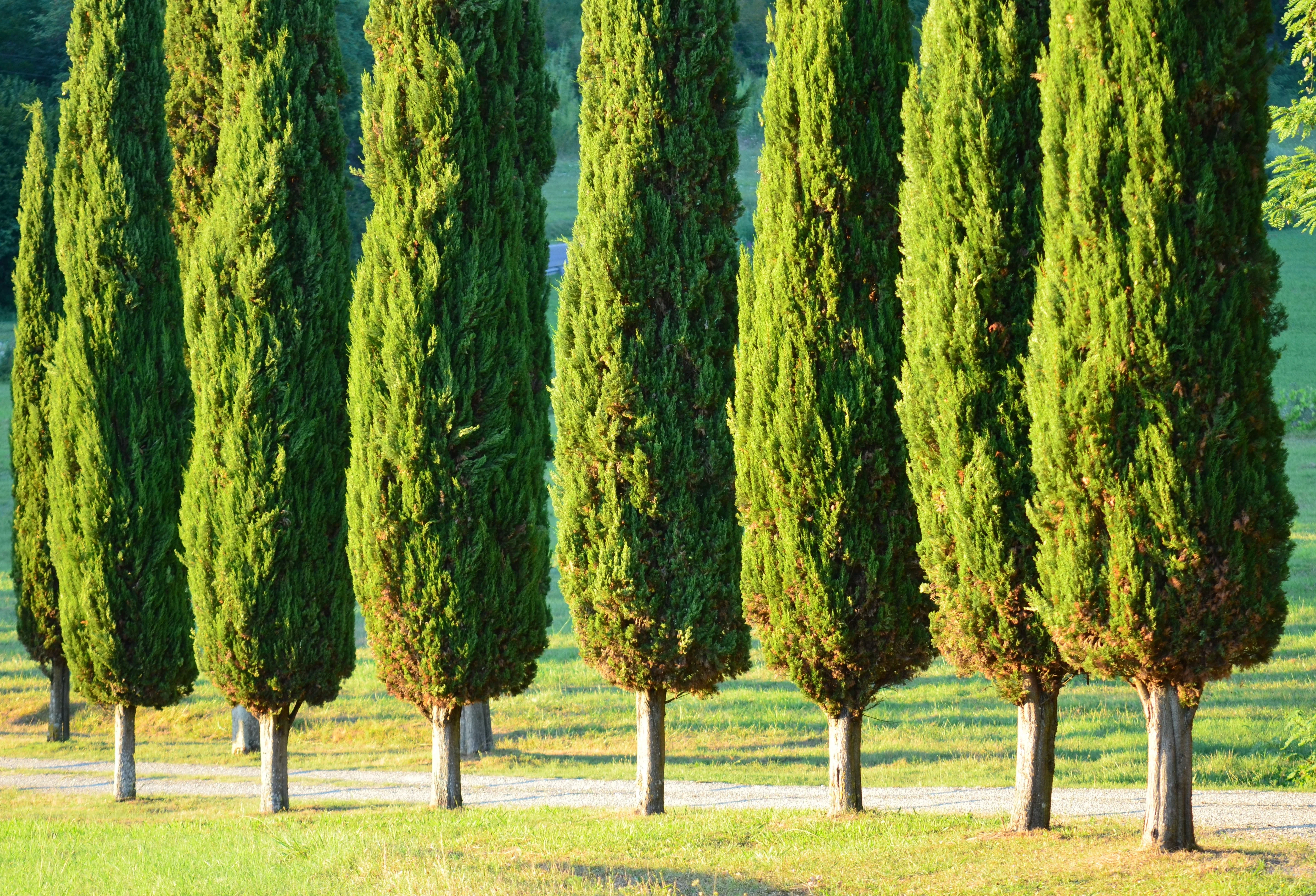 20 MEDITERRANEAN CYPRESS TREE Italian Pencil Pine Cedar Cupressus Sempervirens Stricta Seeds - Image 2