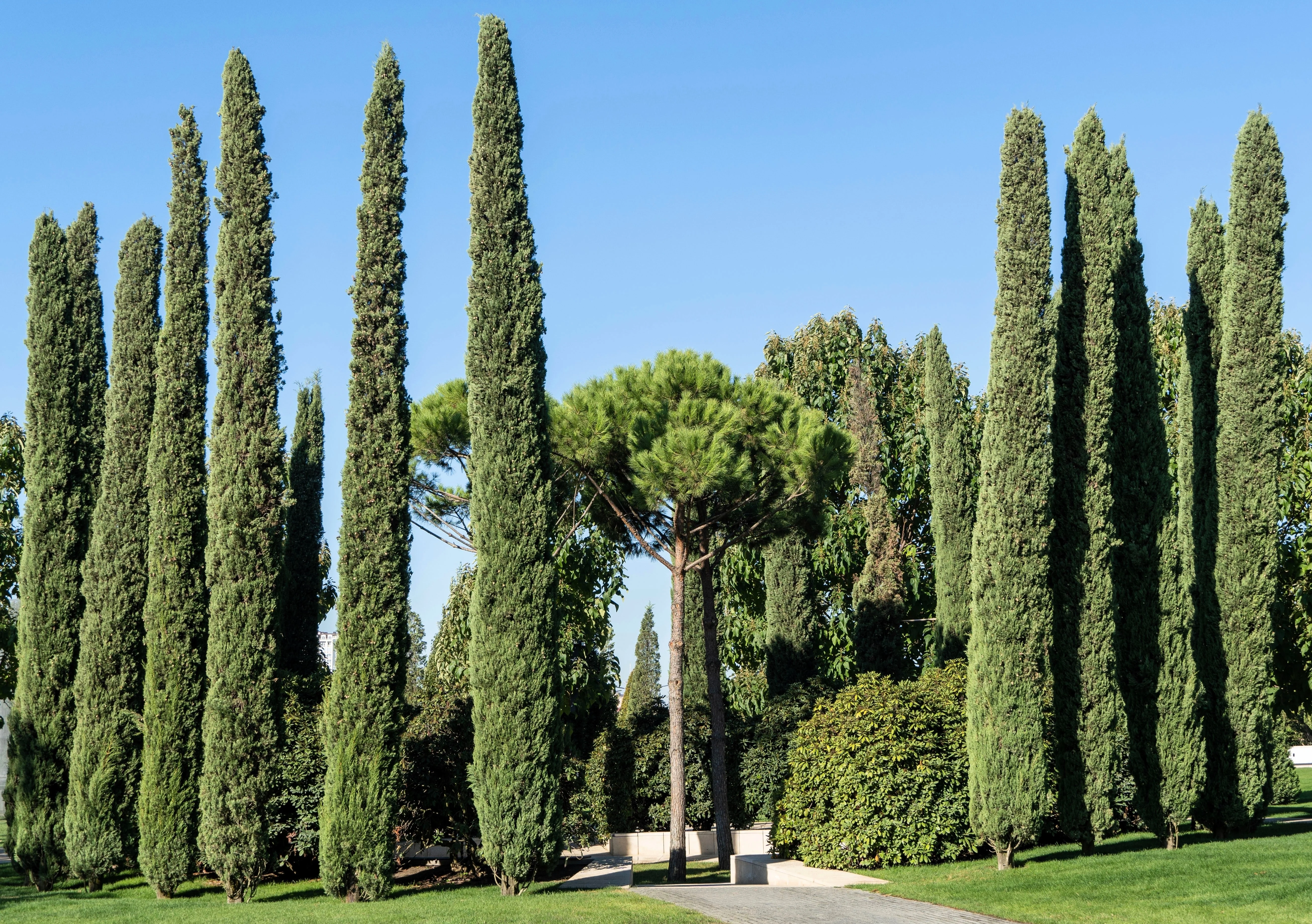 20 MEDITERRANEAN CYPRESS TREE Italian Pencil Pine Cedar Cupressus Sempervirens Stricta Seeds - Image 3