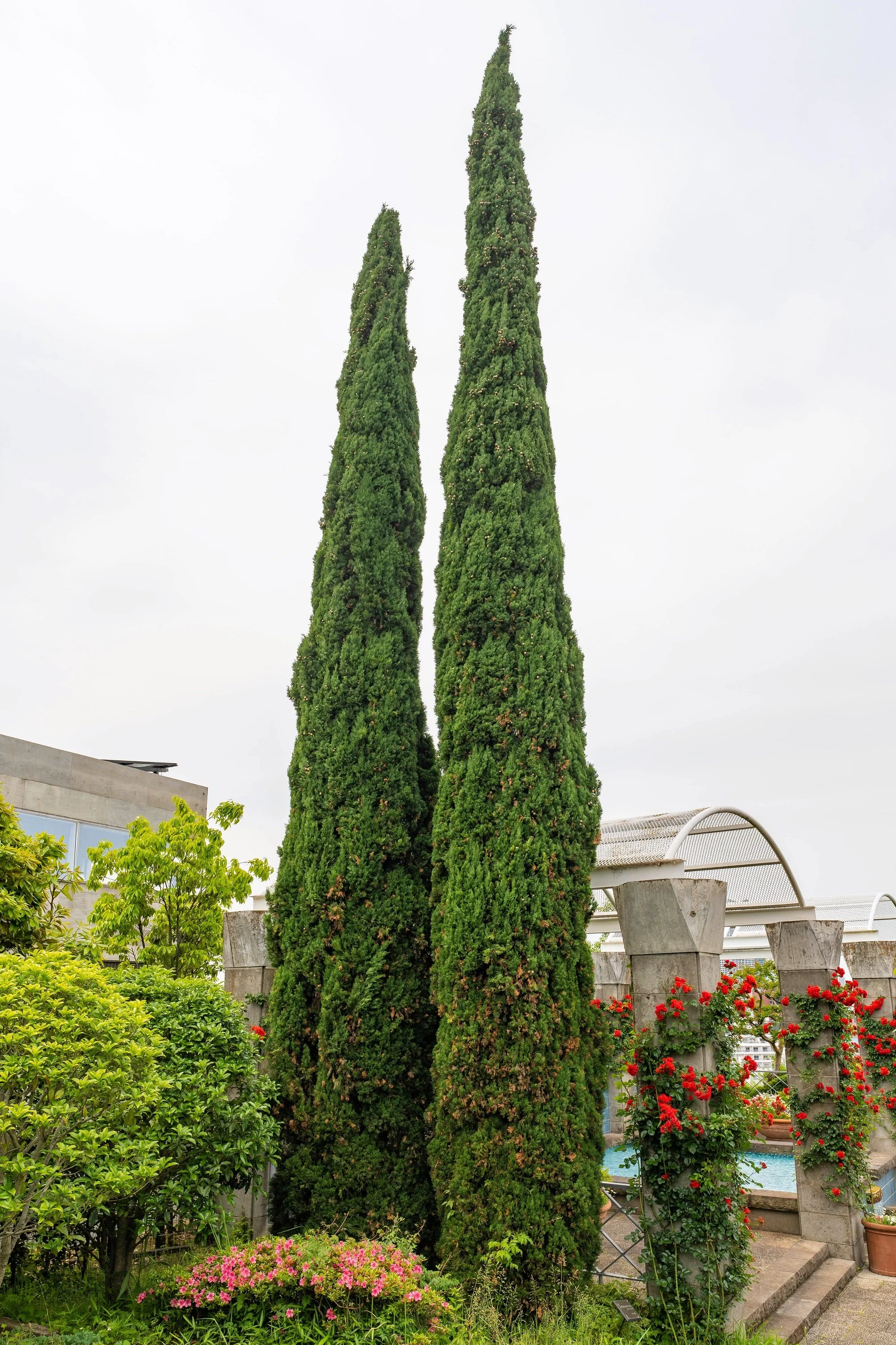 20 MEDITERRANEAN CYPRESS TREE Italian Pencil Pine Cedar Cupressus Sempervirens Stricta Seeds - Image 4