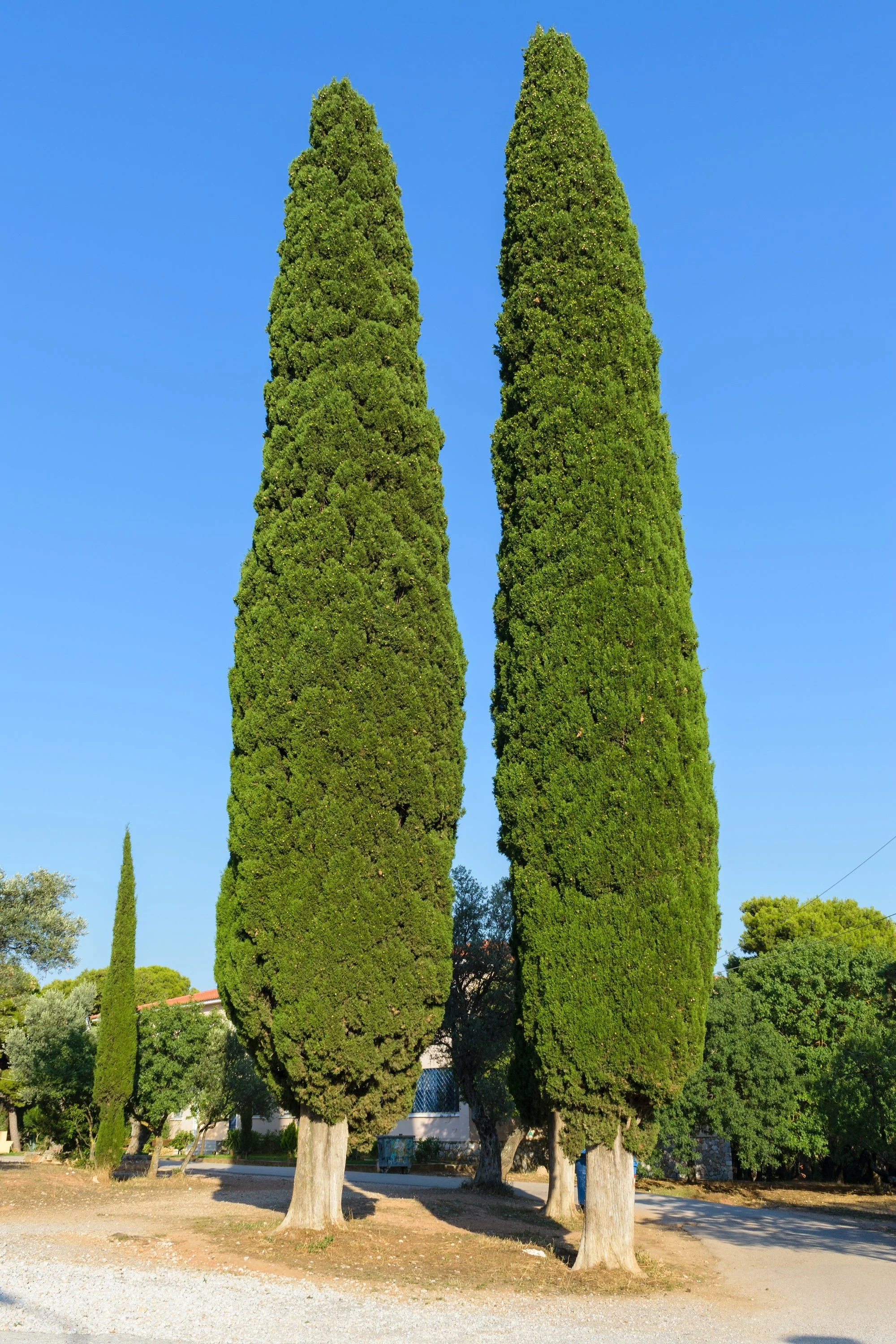20 MEDITERRANEAN CYPRESS TREE Italian Pencil Pine Cedar Cupressus Sempervirens Stricta Seeds - Image 5