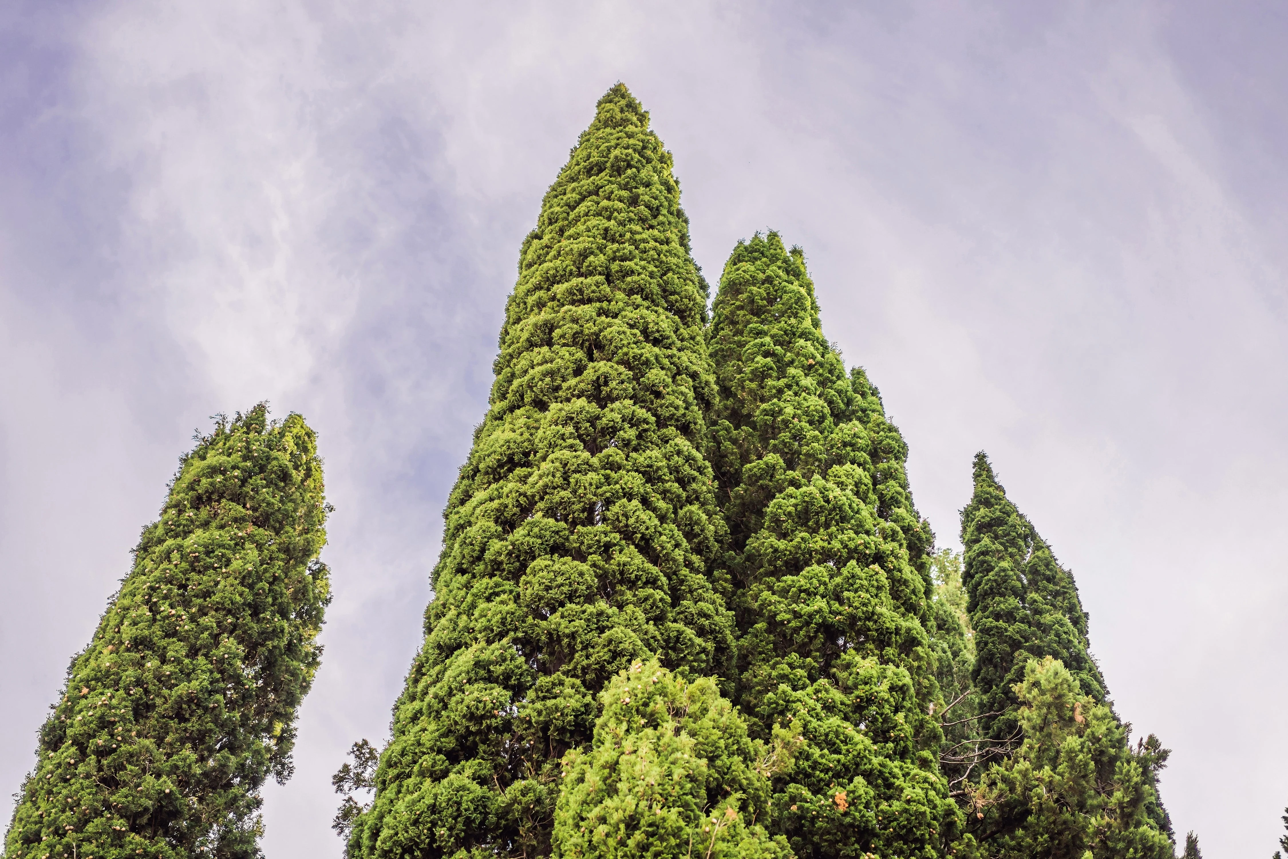20 MEDITERRANEAN CYPRESS TREE Italian Pencil Pine Cedar Cupressus Sempervirens Stricta Seeds - Image 7