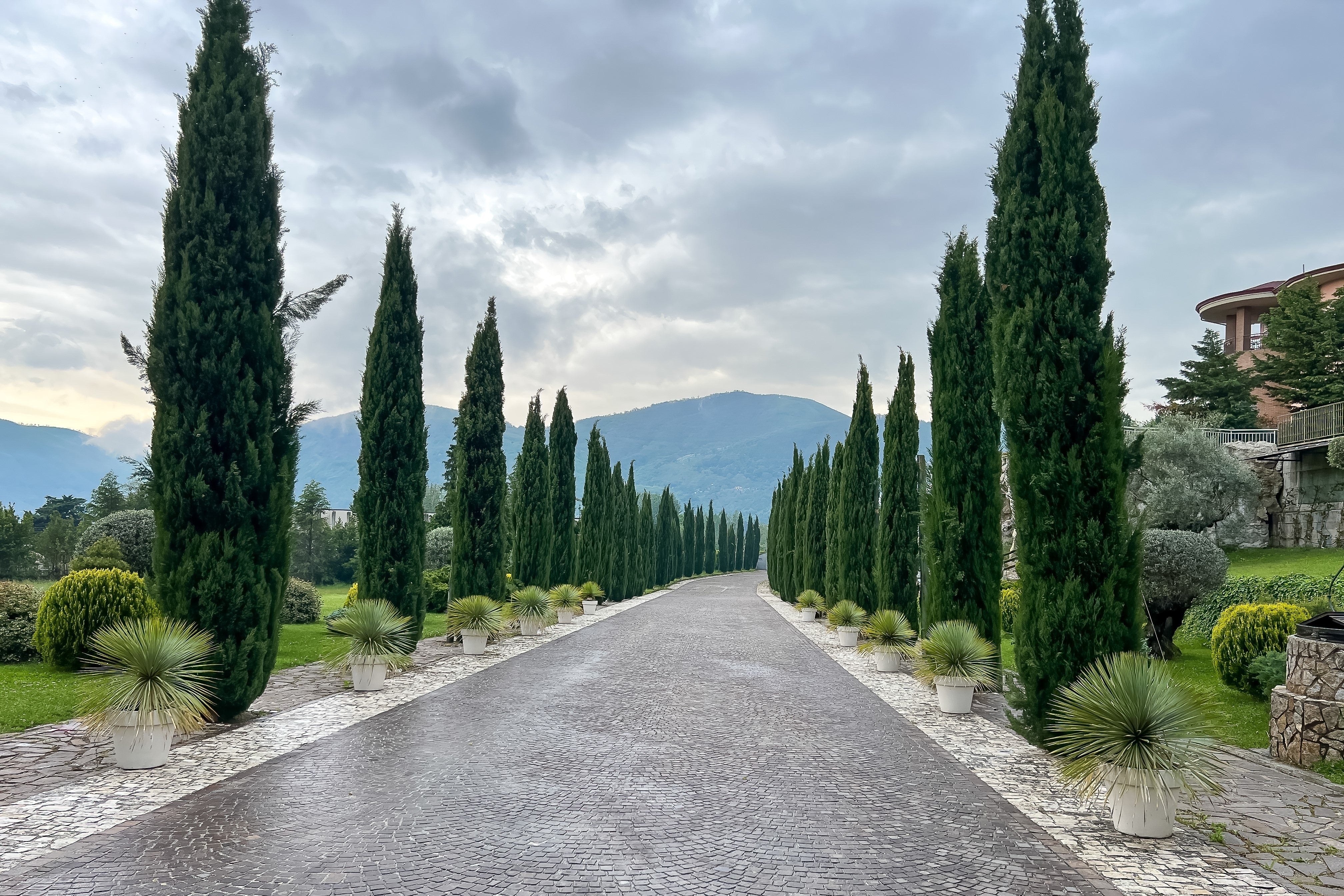 20 MEDITERRANEAN CYPRESS TREE Italian Pencil Pine Cedar Cupressus Sempervirens Stricta Seeds - Image 8