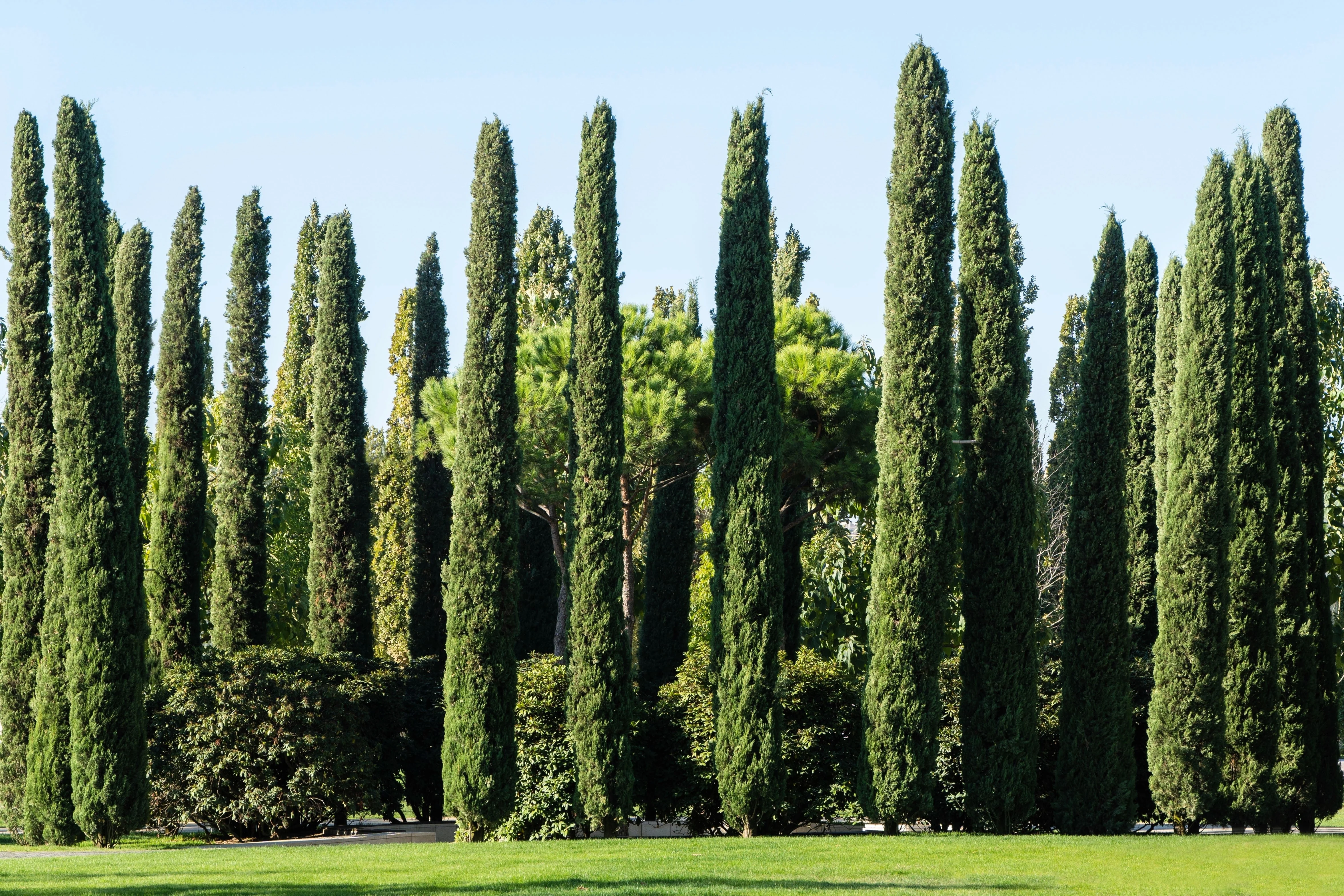 20 MEDITERRANEAN CYPRESS TREE Italian Pencil Pine Cedar Cupressus Sempervirens Stricta Seeds - Image 9