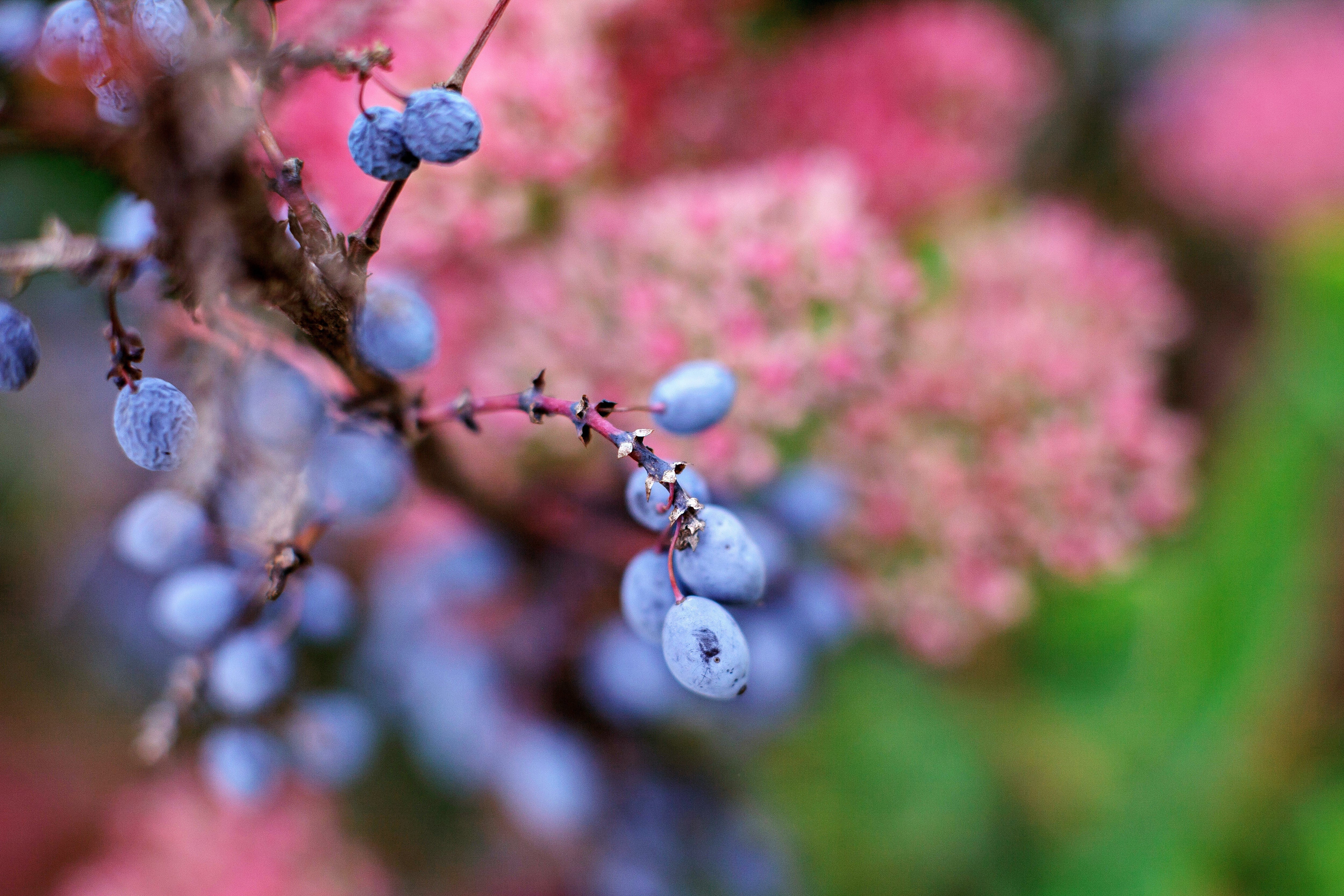 20 NANNYBERRY SWEET VIBURNUM Lentago Shrub Tree Blue Black Berry Fruit White Flower Seeds - Image 10