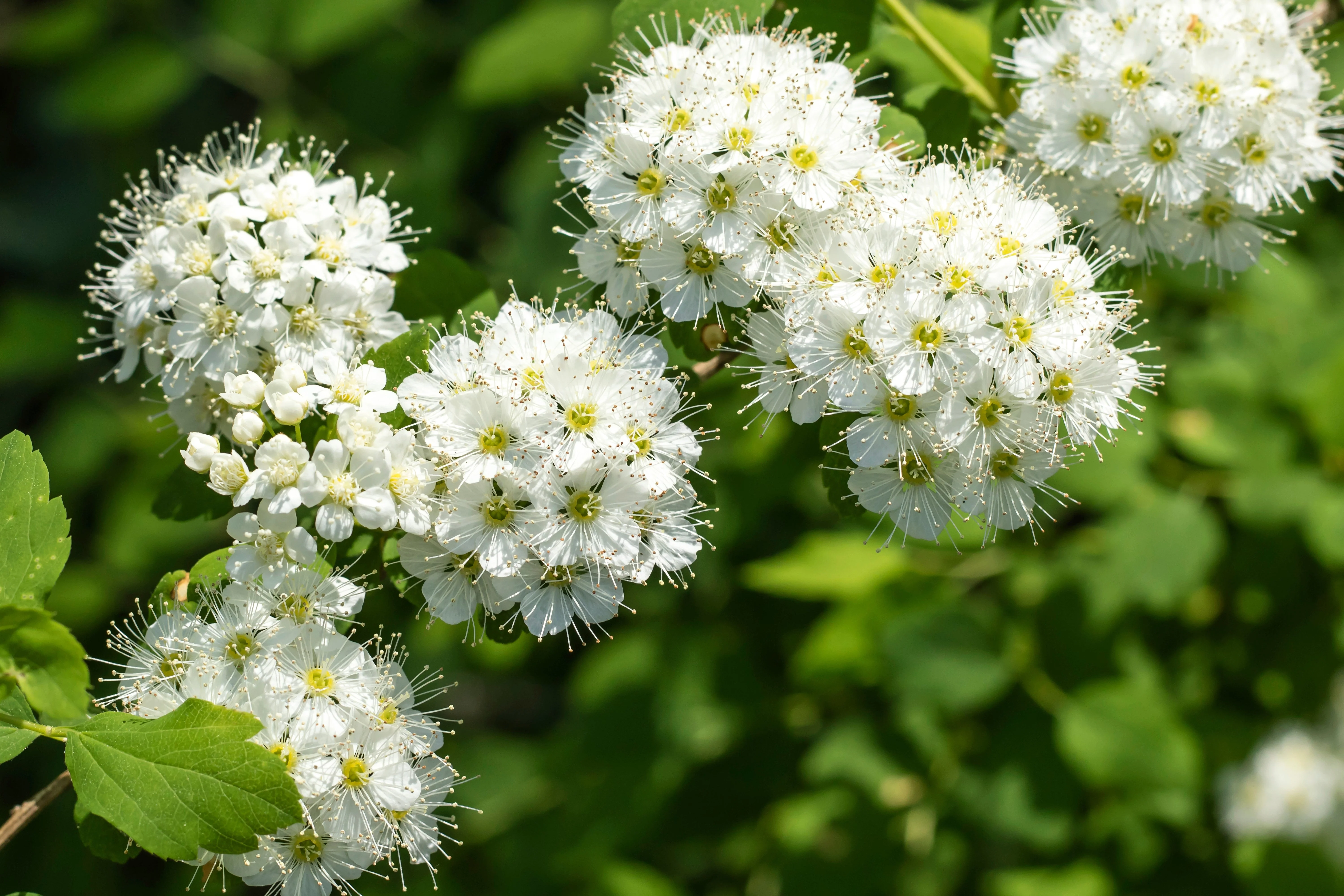 20 NANNYBERRY SWEET VIBURNUM Lentago Shrub Tree Blue Black Berry Fruit White Flower Seeds - Image 2