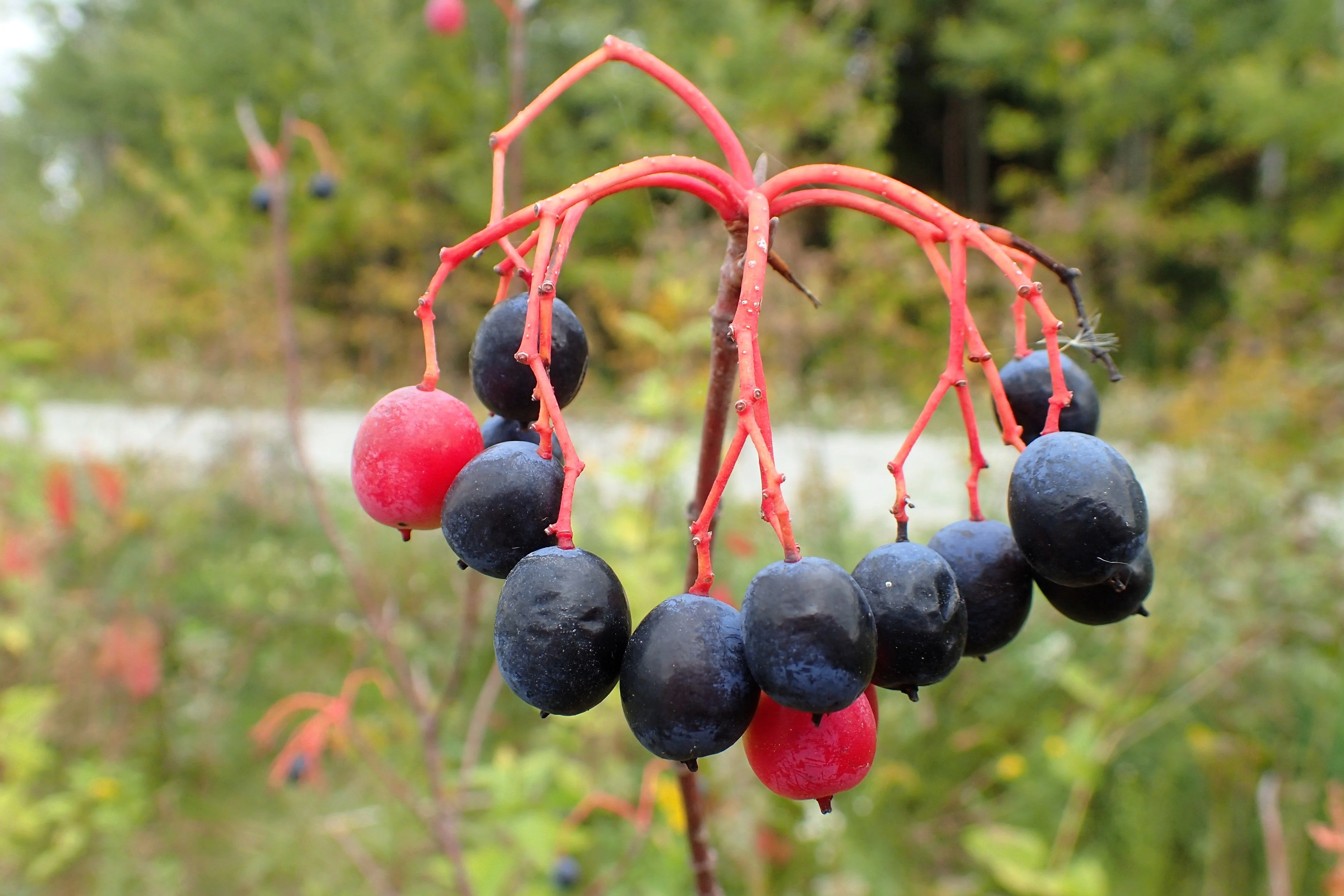 20 NANNYBERRY SWEET VIBURNUM Lentago Shrub Tree Blue Black Berry Fruit White Flower Seeds - Image 4