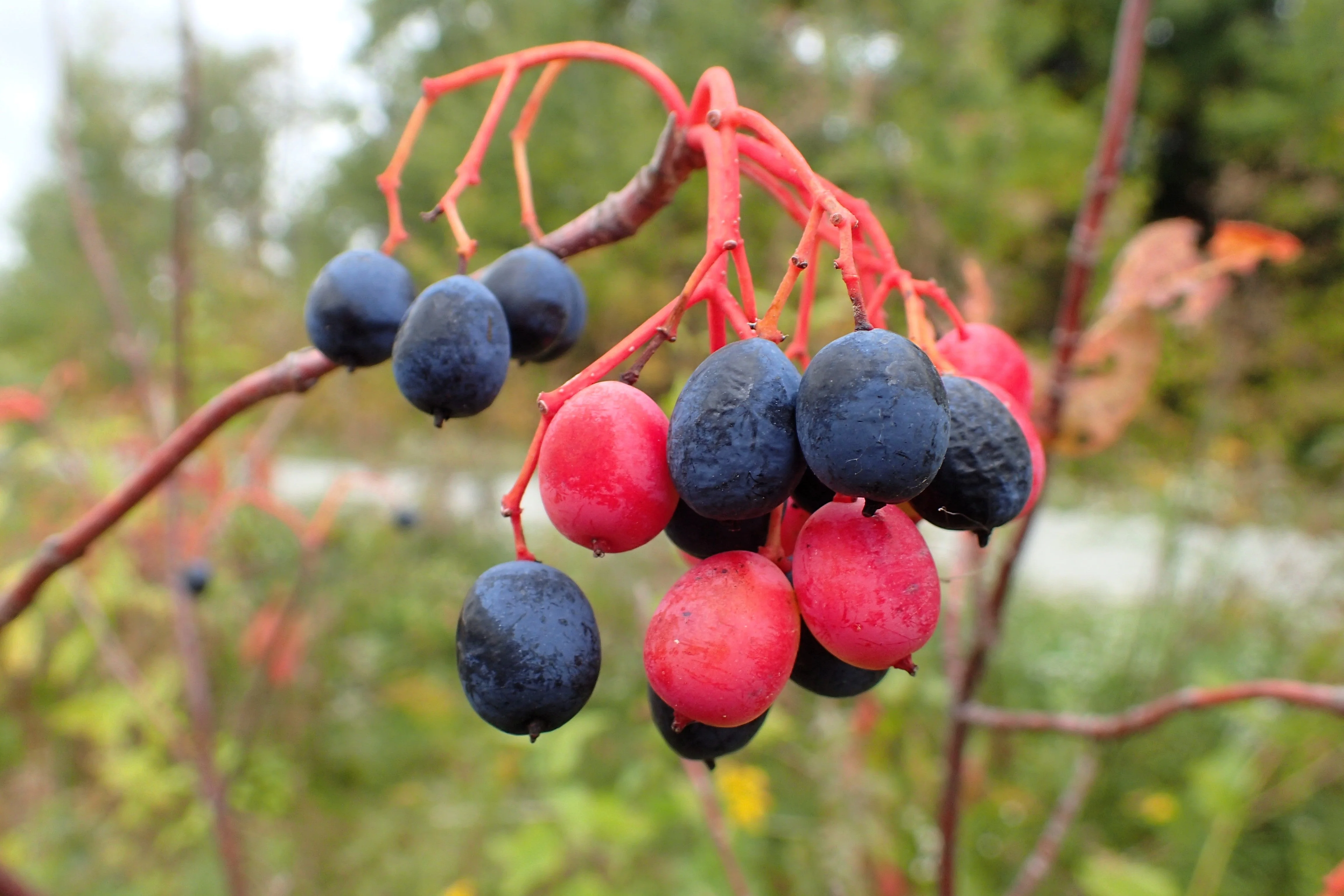 20 NANNYBERRY SWEET VIBURNUM Lentago Shrub Tree Blue Black Berry Fruit White Flower Seeds - Image 5
