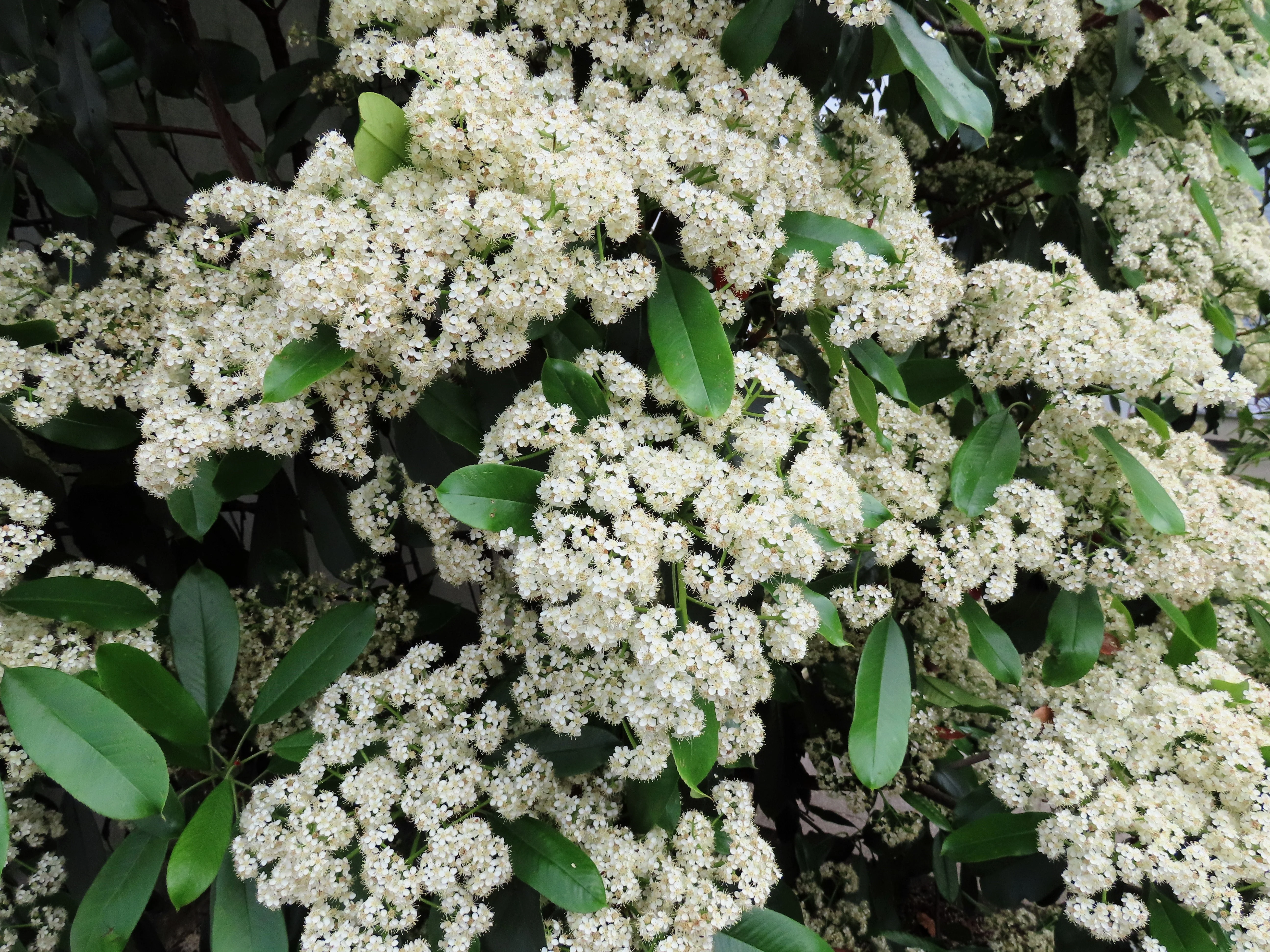 20 NANNYBERRY SWEET VIBURNUM Lentago Shrub Tree Blue Black Berry Fruit White Flower Seeds - Image 6