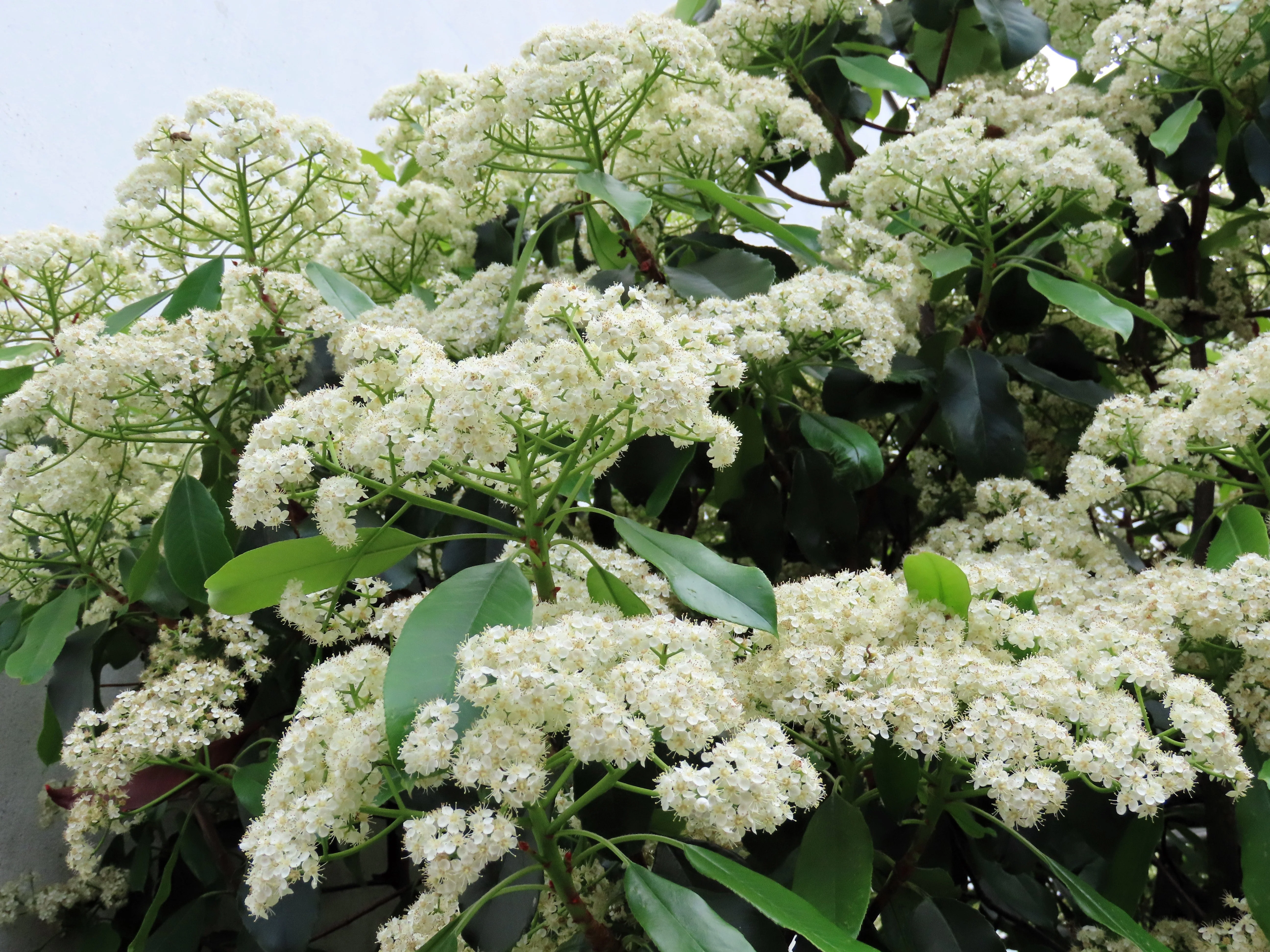 20 NANNYBERRY SWEET VIBURNUM Lentago Shrub Tree Blue Black Berry Fruit White Flower Seeds - Image 7