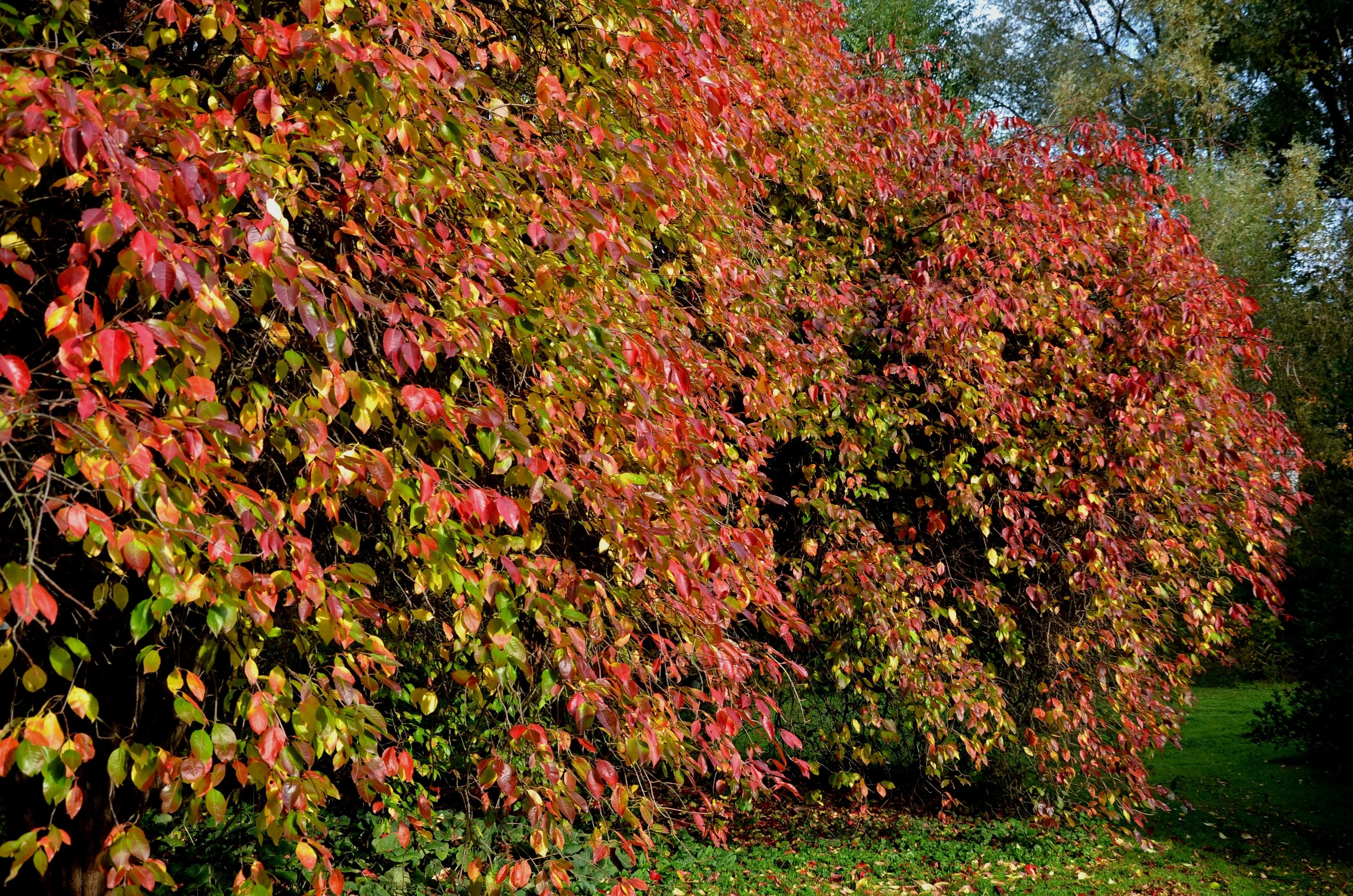 20 NANNYBERRY SWEET VIBURNUM Lentago Shrub Tree Blue Black Berry Fruit White Flower Seeds - Image 8