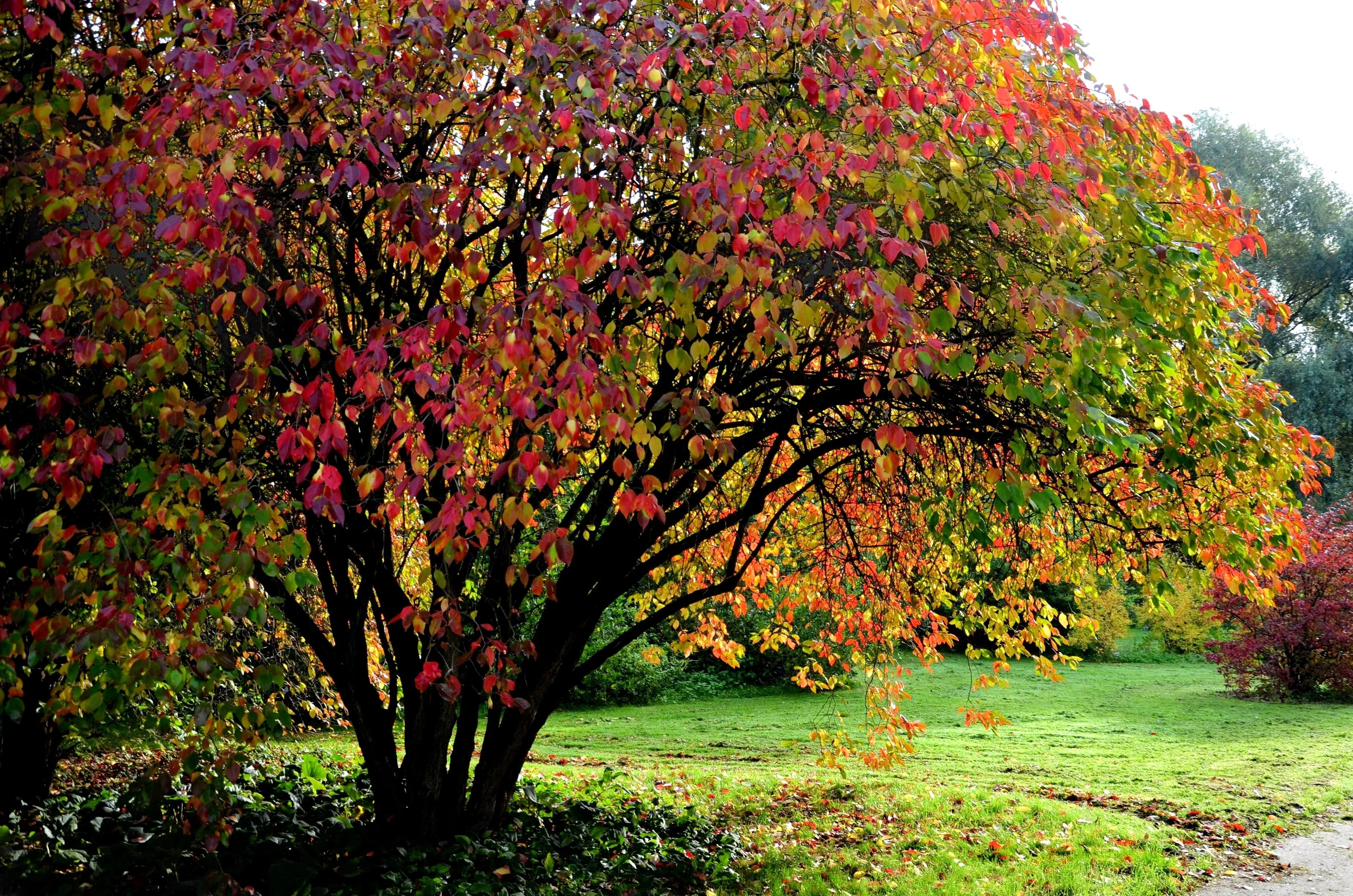 20 NANNYBERRY SWEET VIBURNUM Lentago Shrub Tree Blue Black Berry Fruit White Flower Seeds - Image 9