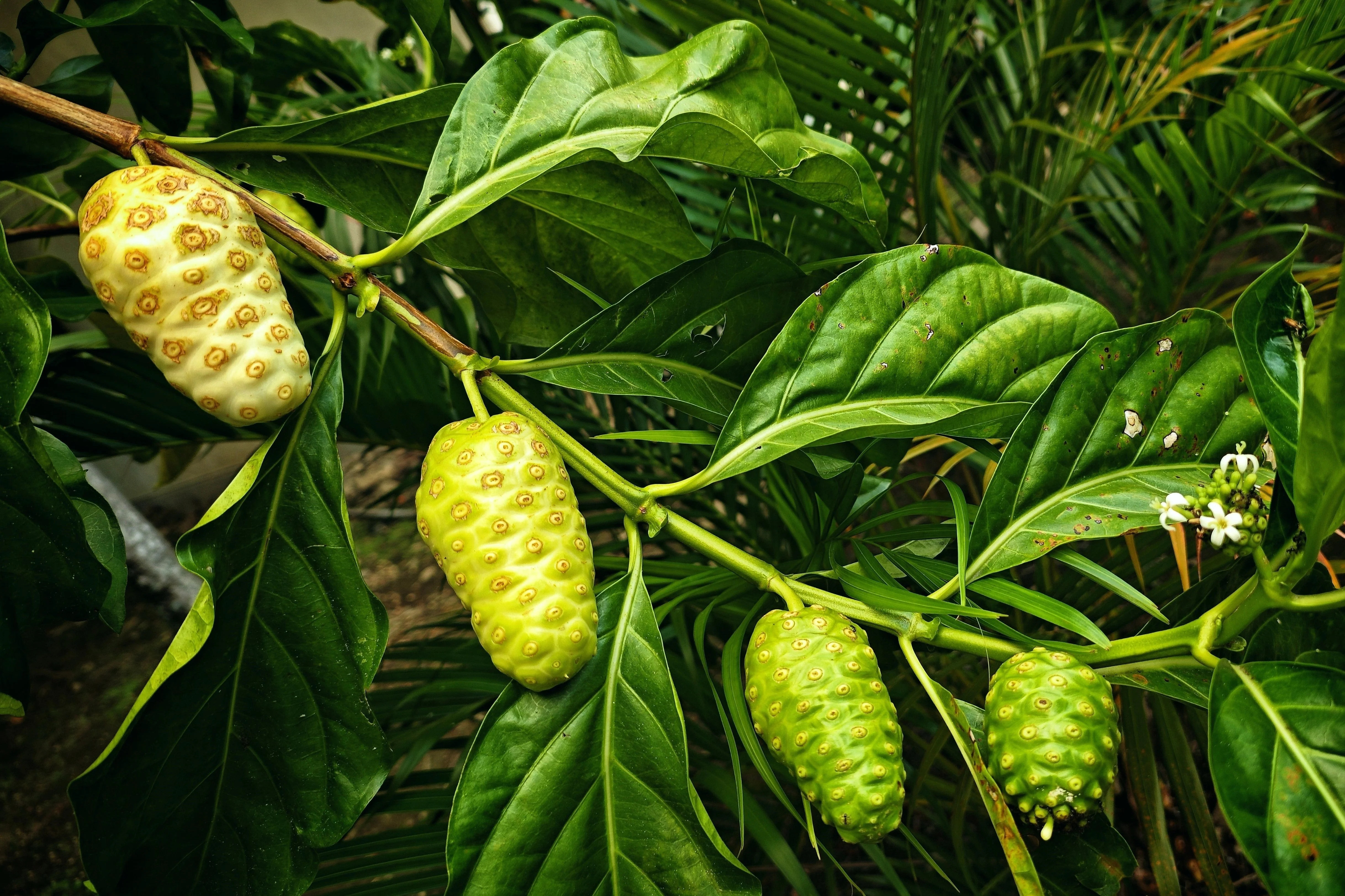 20 NONI Cheese Fruit Great Morinda Citrifolia Indian Beach Mulberry Shrub Tree Seeds - Image 10