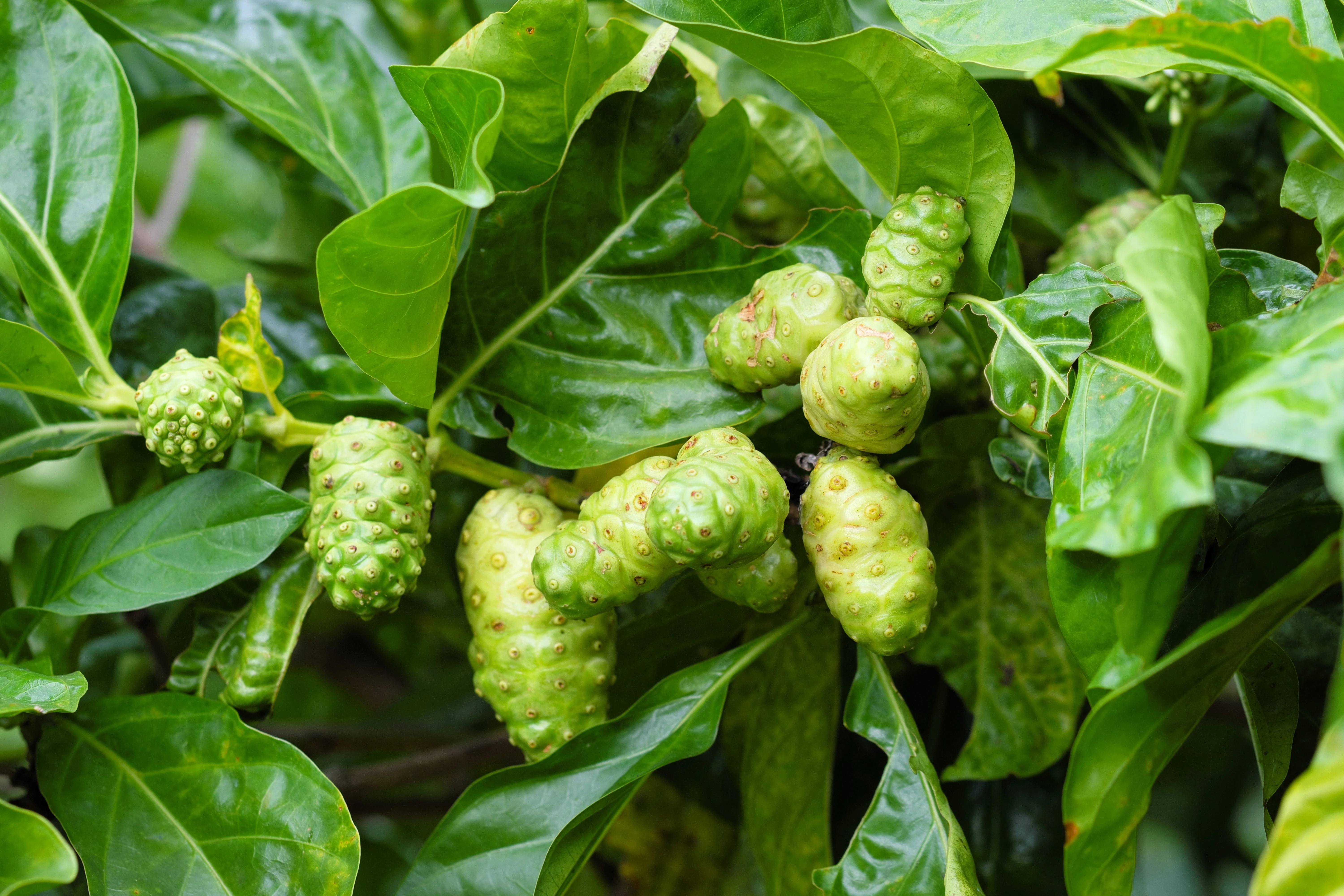 20 NONI Cheese Fruit Great Morinda Citrifolia Indian Beach Mulberry Shrub Tree Seeds - Image 2