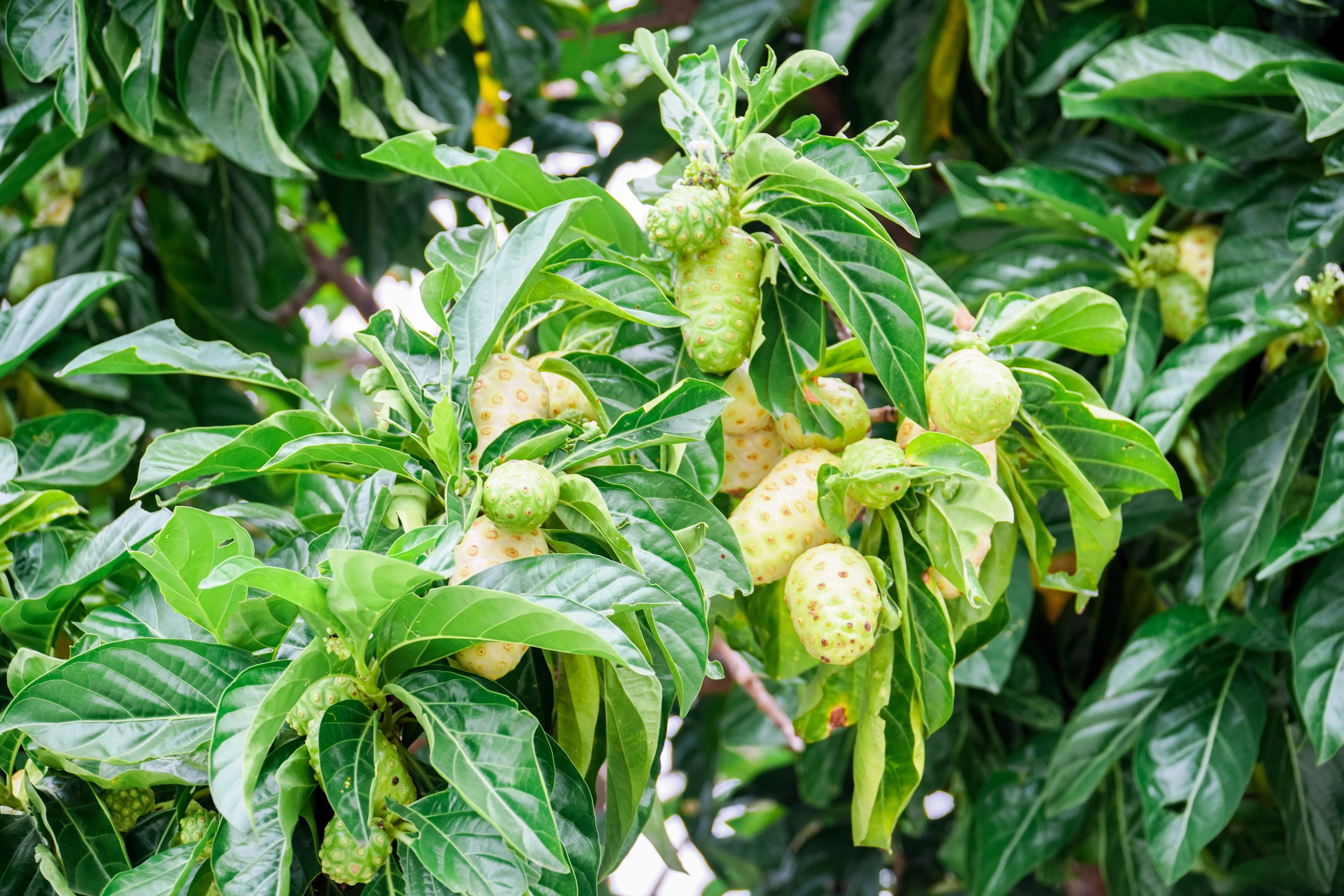 20 NONI Cheese Fruit Great Morinda Citrifolia Indian Beach Mulberry Shrub Tree Seeds - Image 3