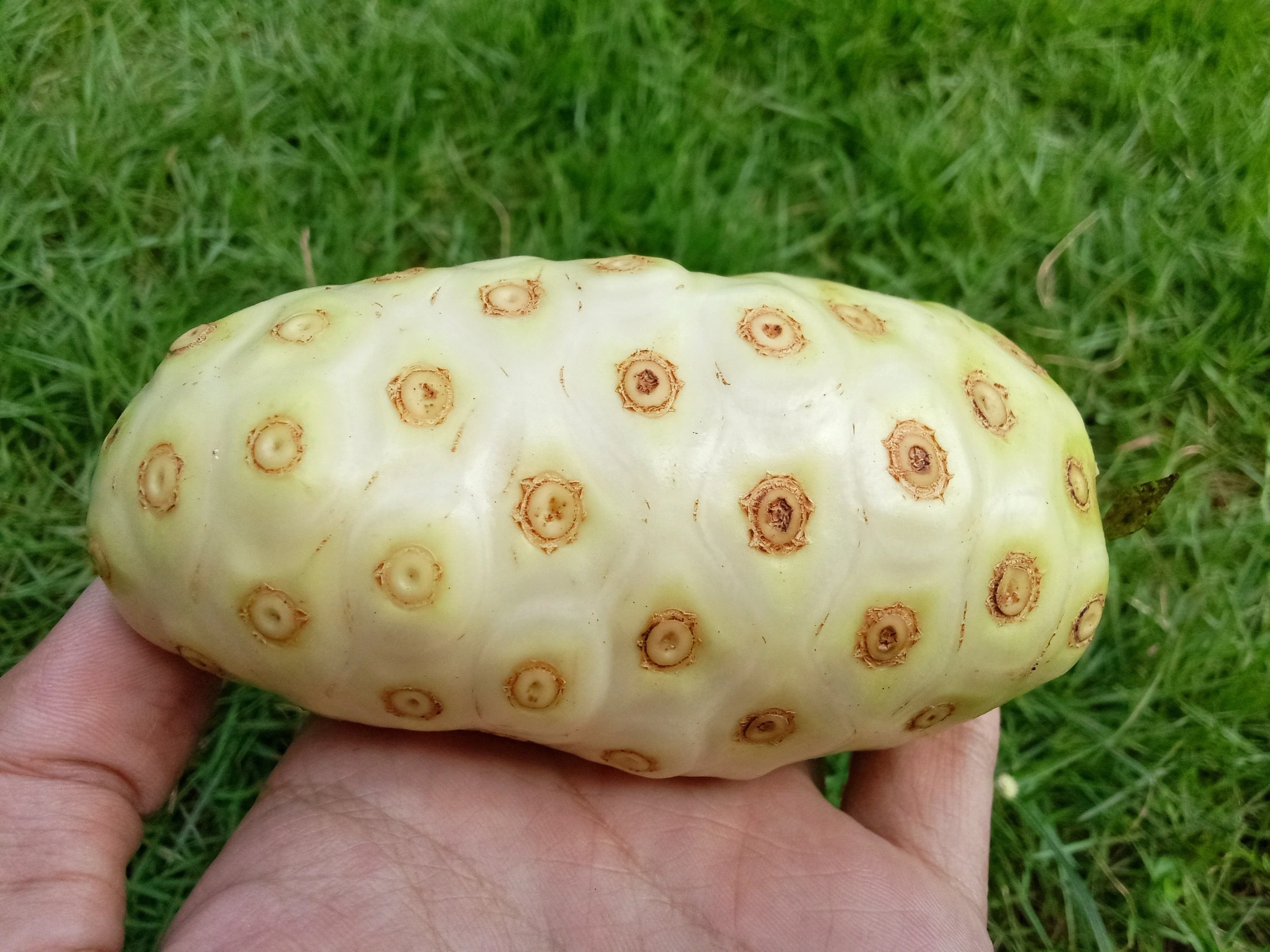 20 NONI Cheese Fruit Great Morinda Citrifolia Indian Beach Mulberry Shrub Tree Seeds - Image 4