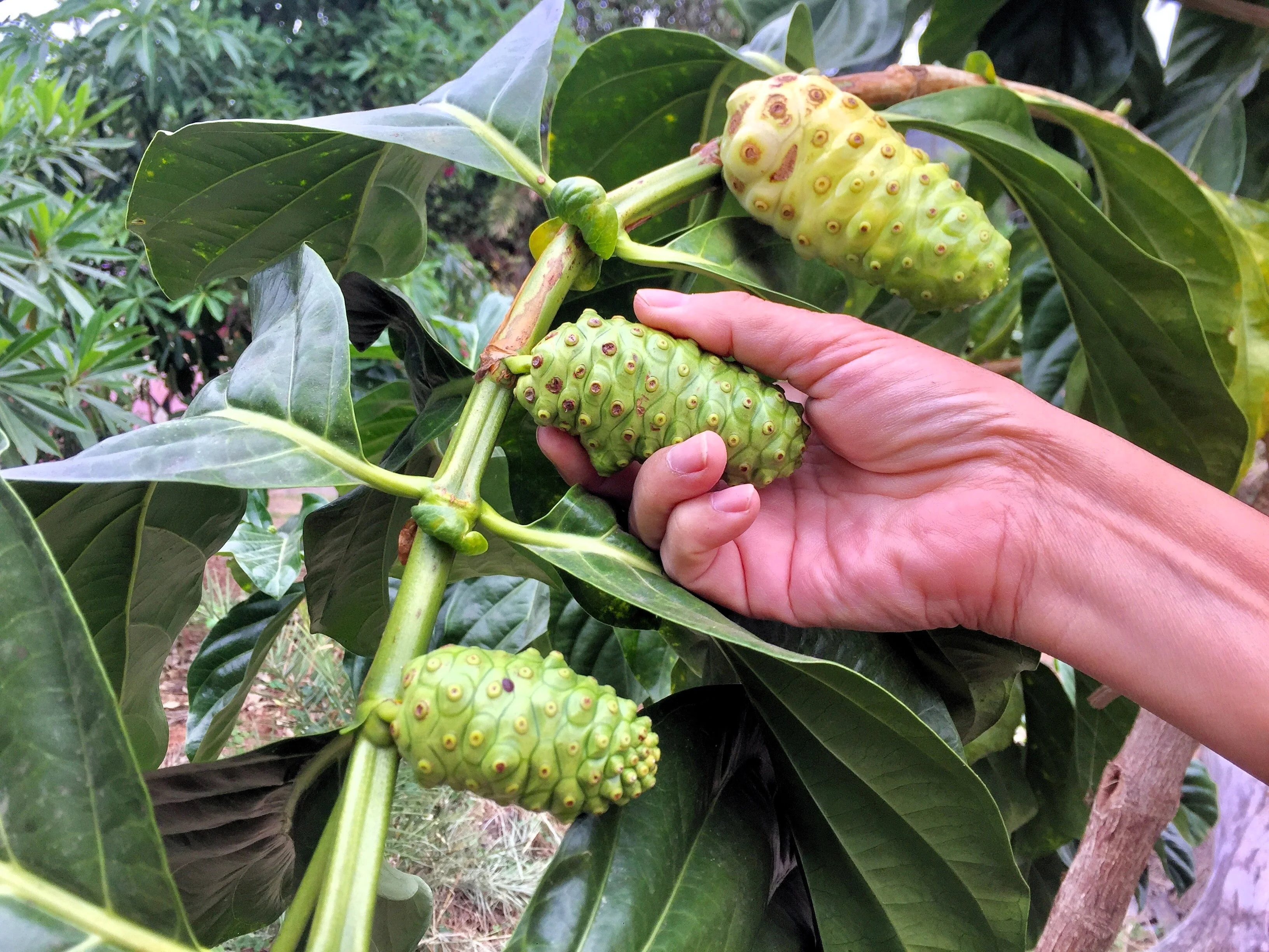 20 NONI Cheese Fruit Great Morinda Citrifolia Indian Beach Mulberry Shrub Tree Seeds - Image 5
