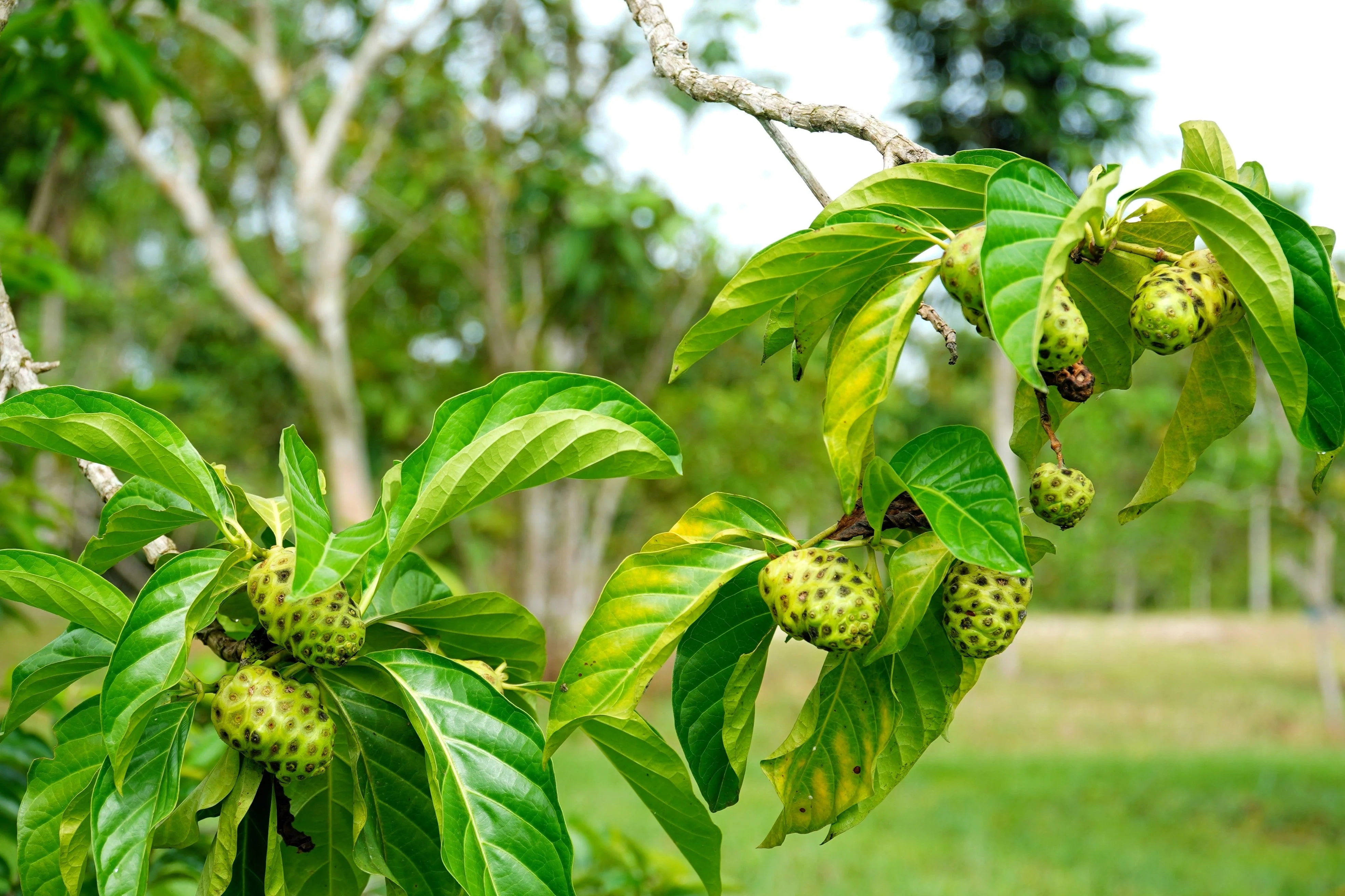 20 NONI Cheese Fruit Great Morinda Citrifolia Indian Beach Mulberry Shrub Tree Seeds - Image 6