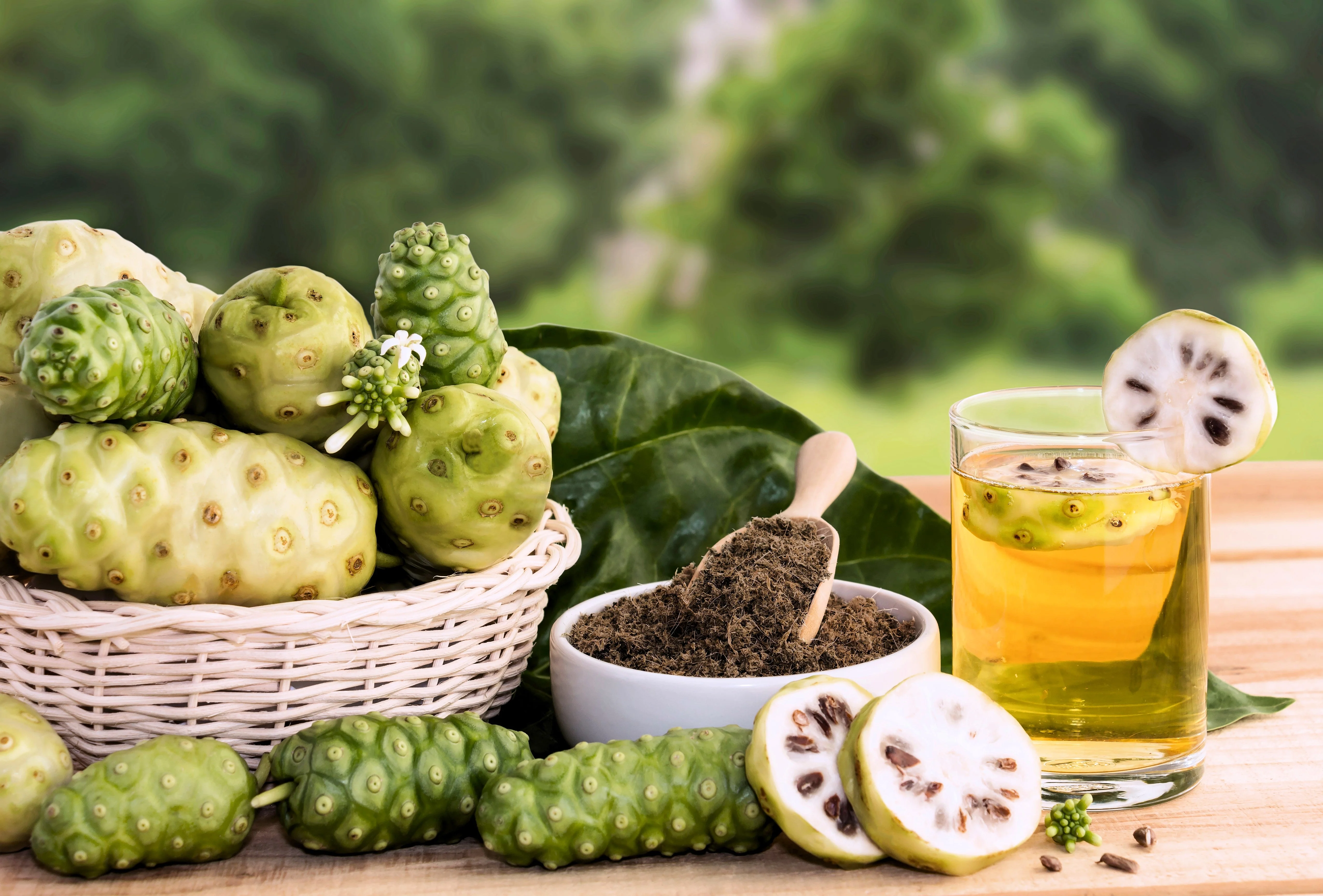 20 NONI Cheese Fruit Great Morinda Citrifolia Indian Beach Mulberry Shrub Tree Seeds - Image 7