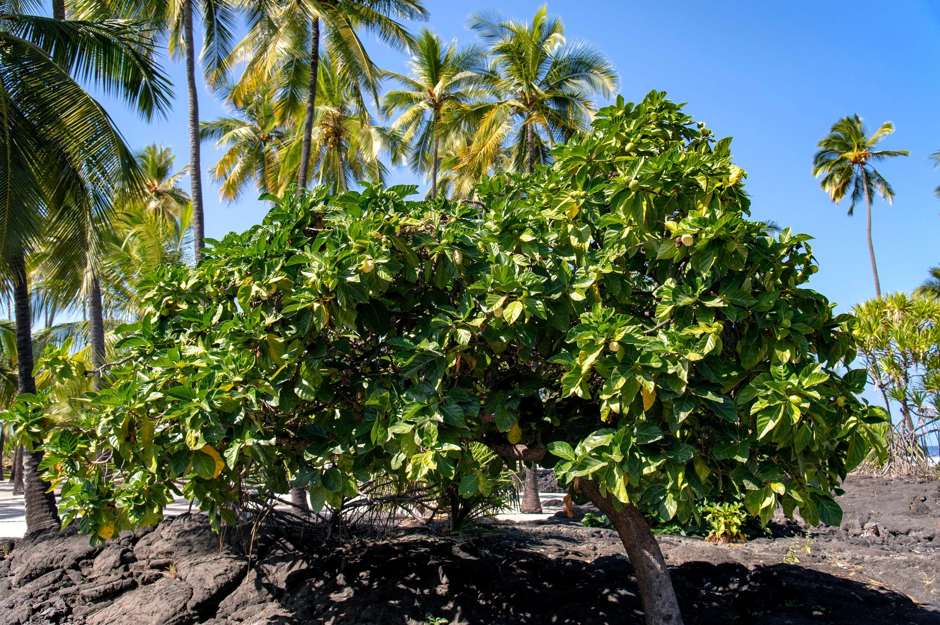 20 NONI Cheese Fruit Great Morinda Citrifolia Indian Beach Mulberry Shrub Tree Seeds - Image 8