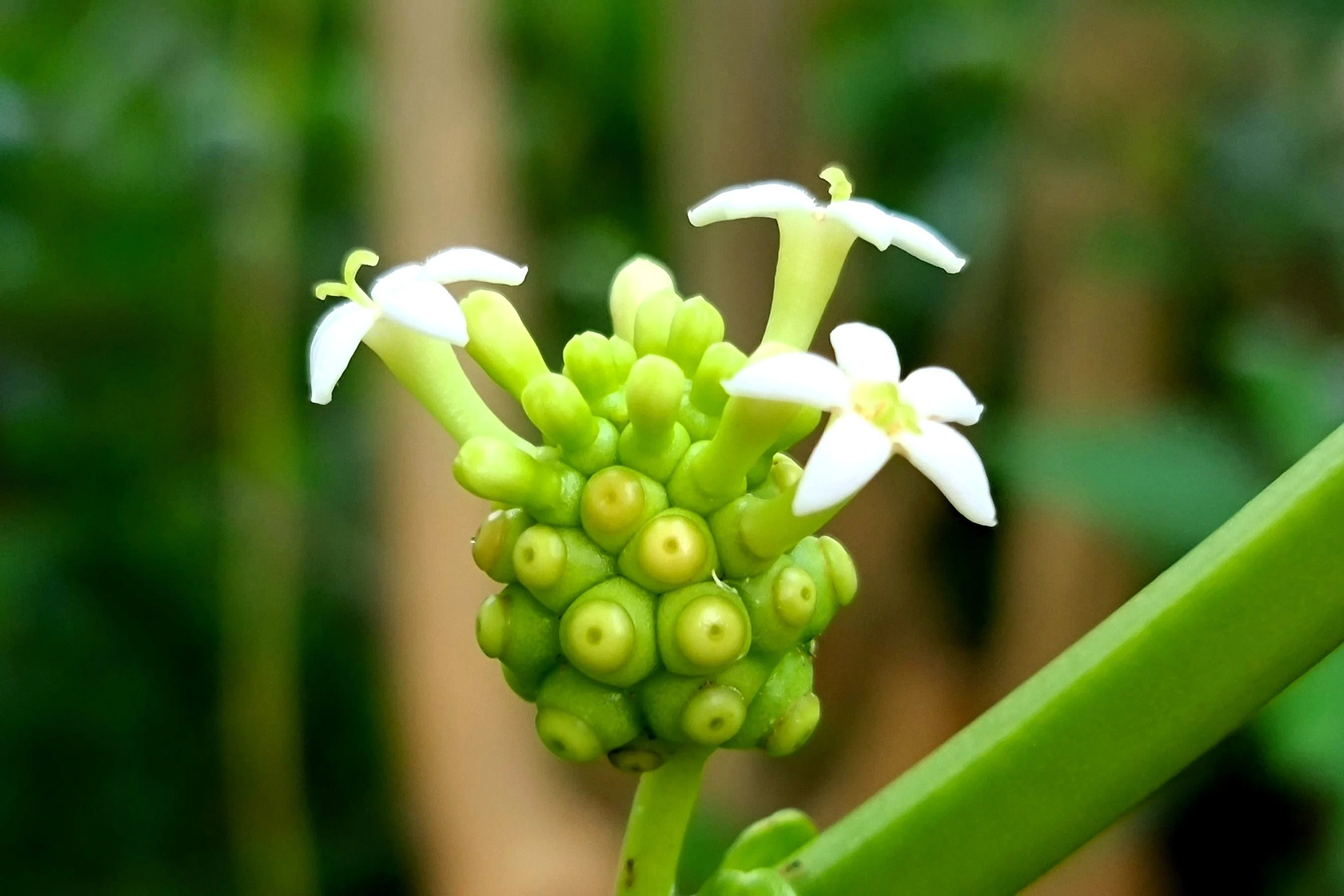 20 NONI Cheese Fruit Great Morinda Citrifolia Indian Beach Mulberry Shrub Tree Seeds - Image 9