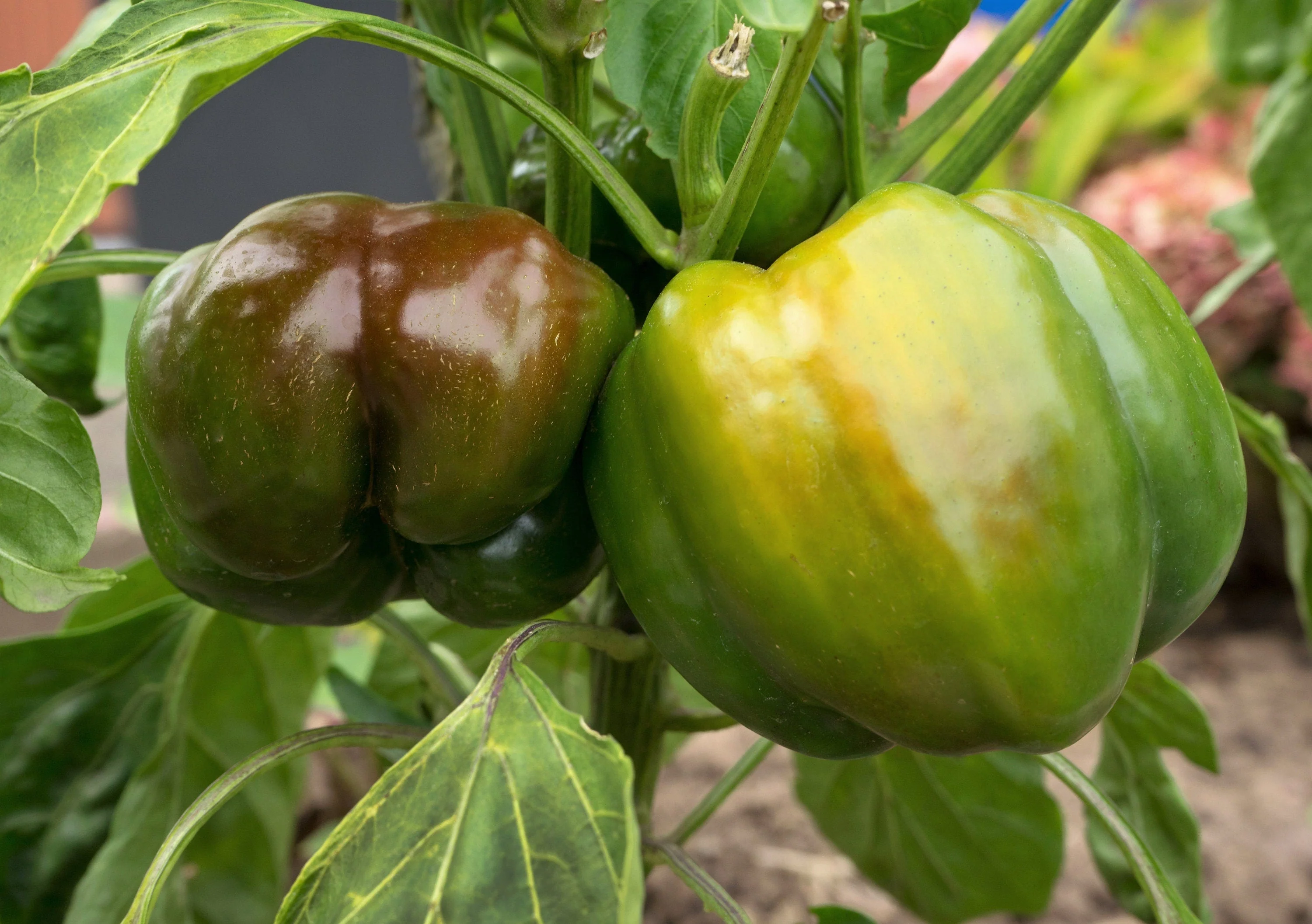 20 Organic Chocolate MINI BELL PEPPER Brown Sweet Mild Miniature Capsicum Annuum Vegetable Seeds - Image 2