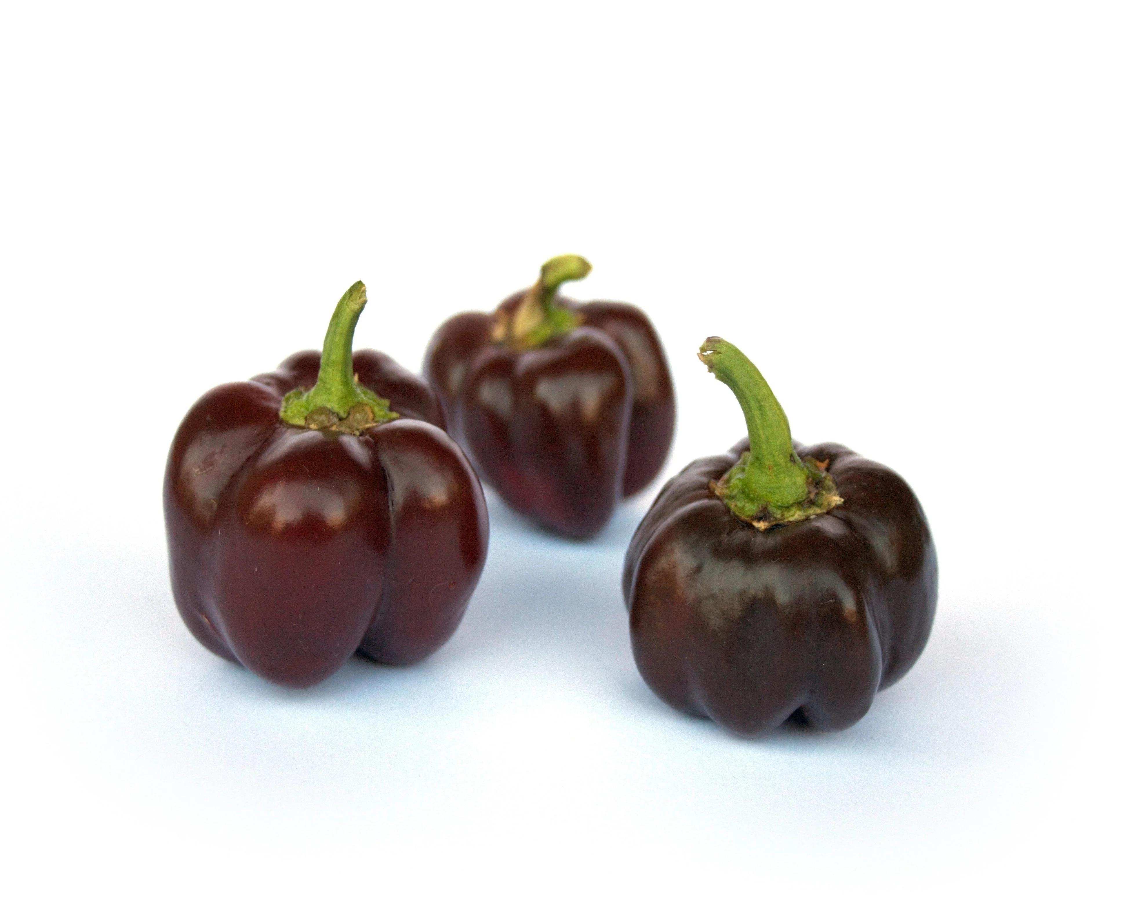20 Organic Chocolate MINI BELL PEPPER Brown Sweet Mild Miniature Capsicum Annuum Vegetable Seeds - Image 3